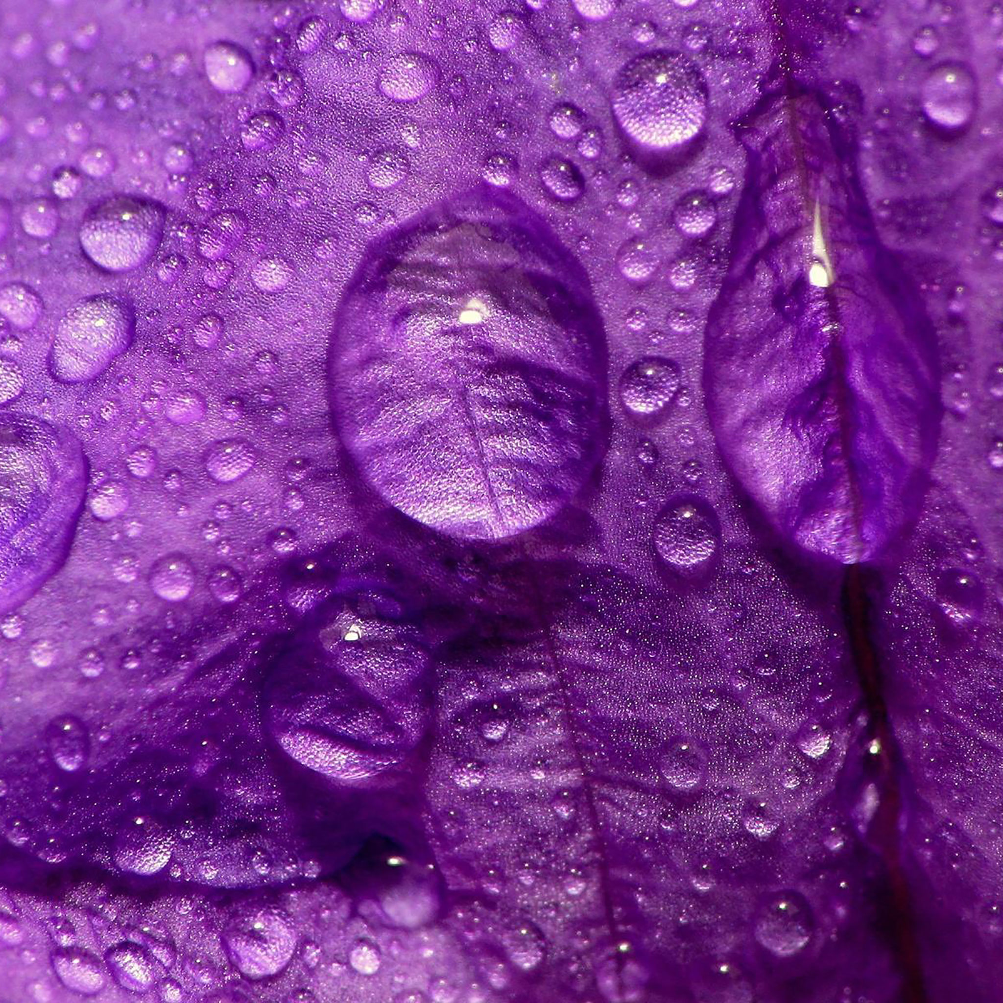 Cool Purple Wallpaper Wallpapers