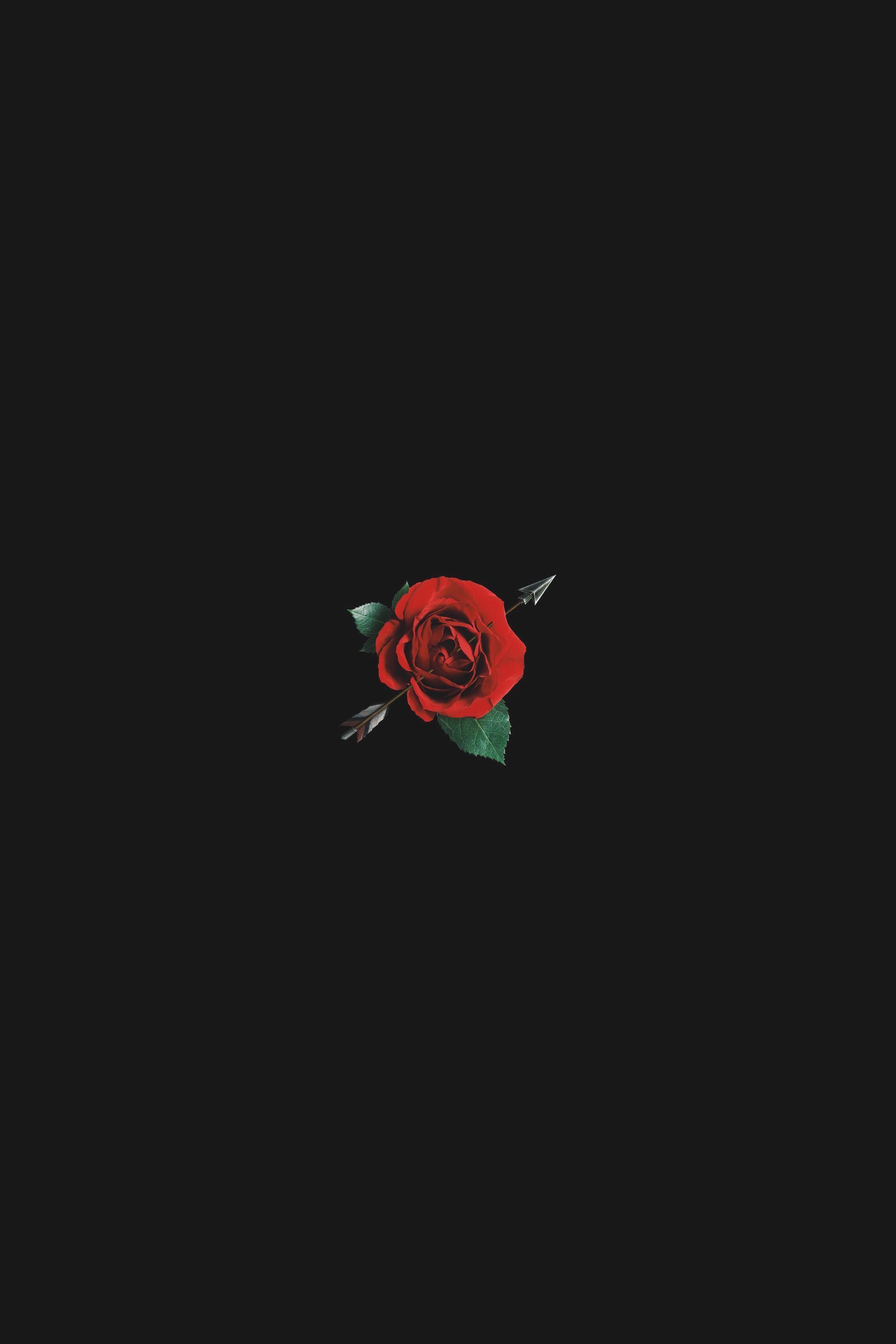 Cool Rose Wallpapers