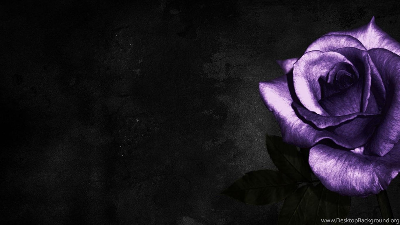 Cool Rose Wallpapers
