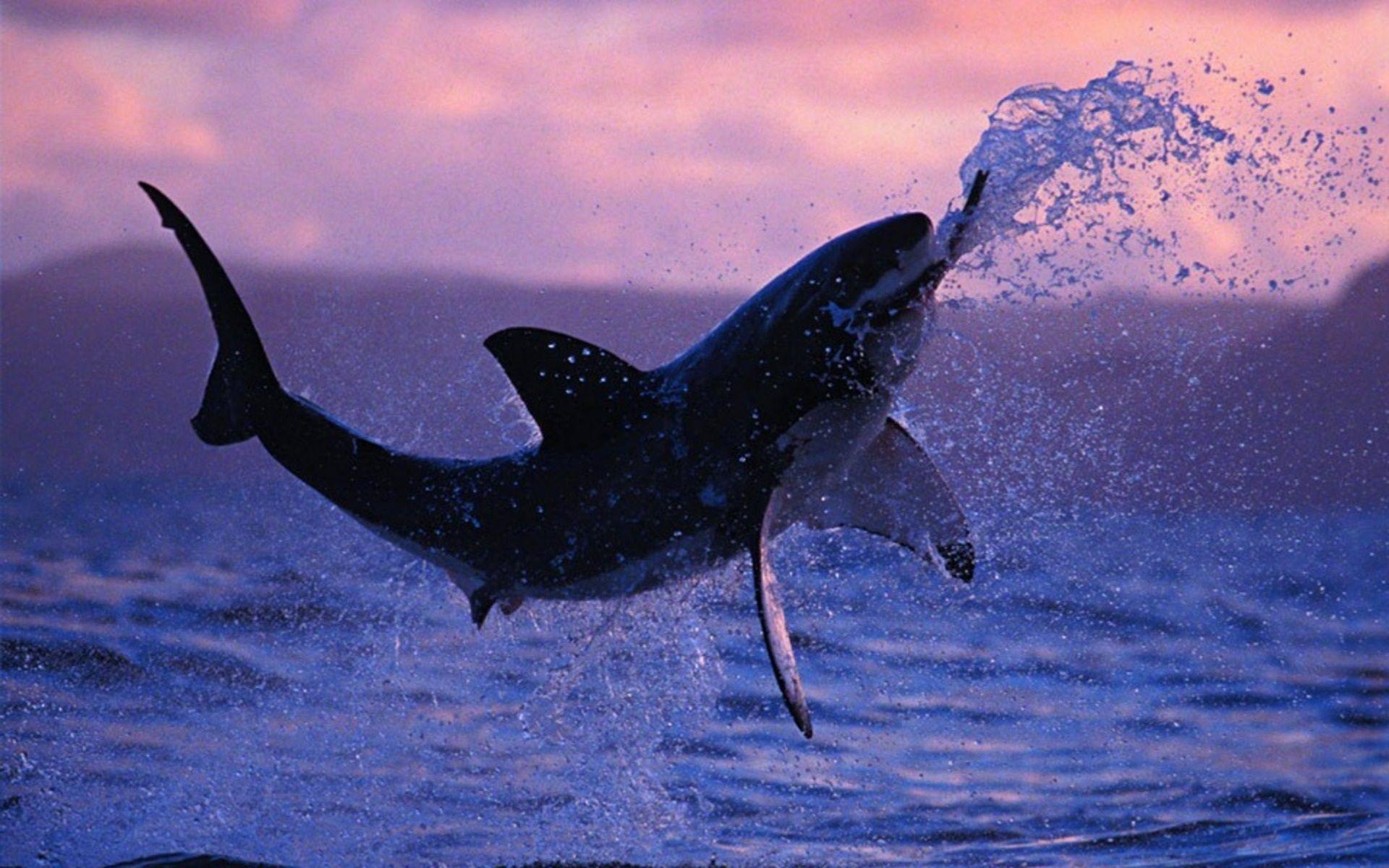 Cool Shark Wallpapers