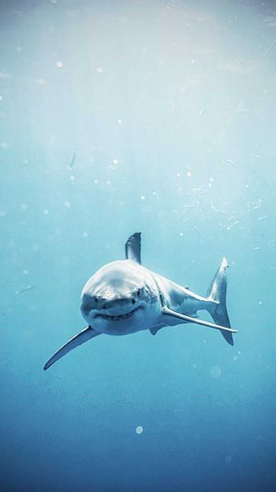 Cool Shark Wallpapers Wallpapers