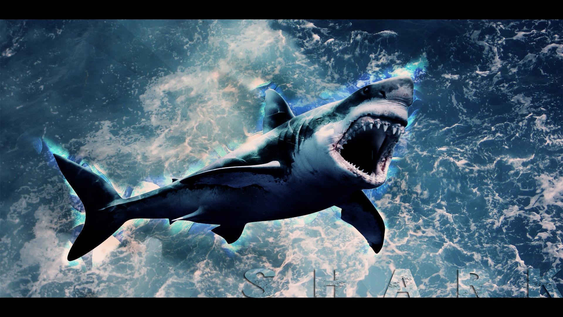 Cool Shark Wallpapers Wallpapers