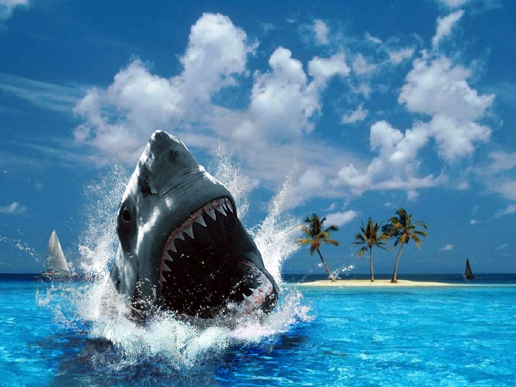 Cool Shark Wallpapers Wallpapers