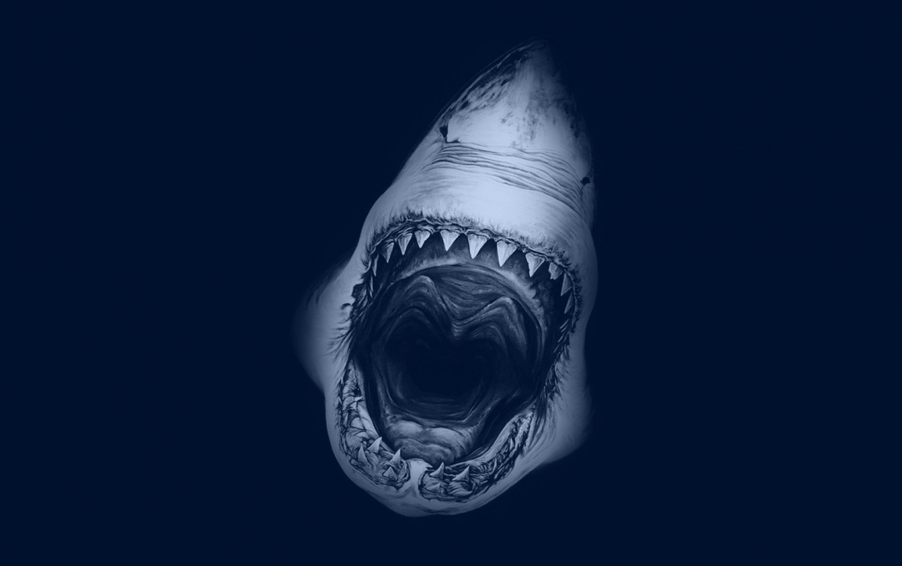 Cool Shark Wallpapers Wallpapers