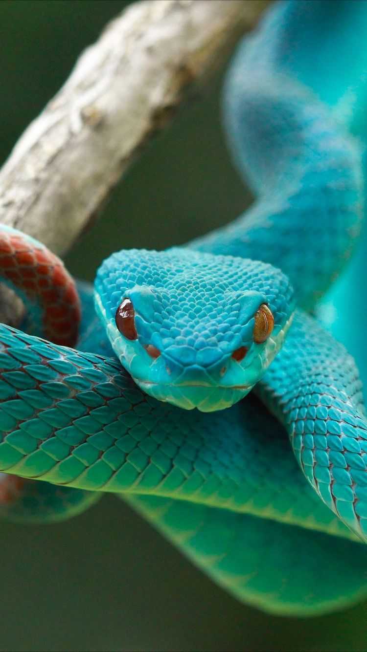 Cool Snake Wallpapers Wallpapers