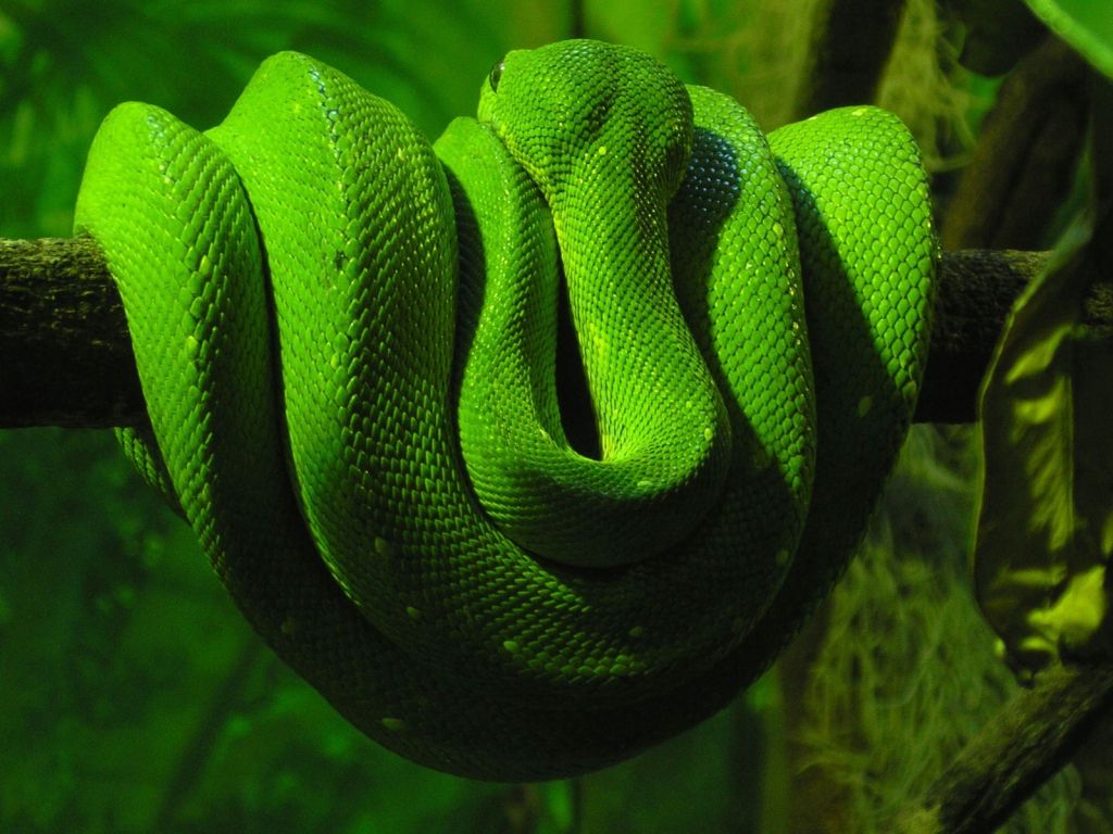 Cool Snake Wallpapers Wallpapers