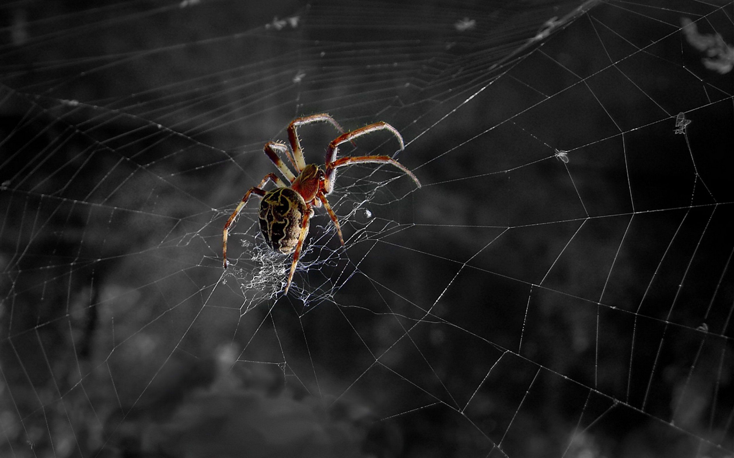 Cool Spider Wallpapers