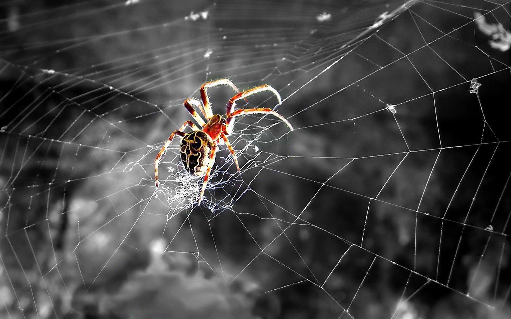 Cool Spider Wallpapers Wallpapers