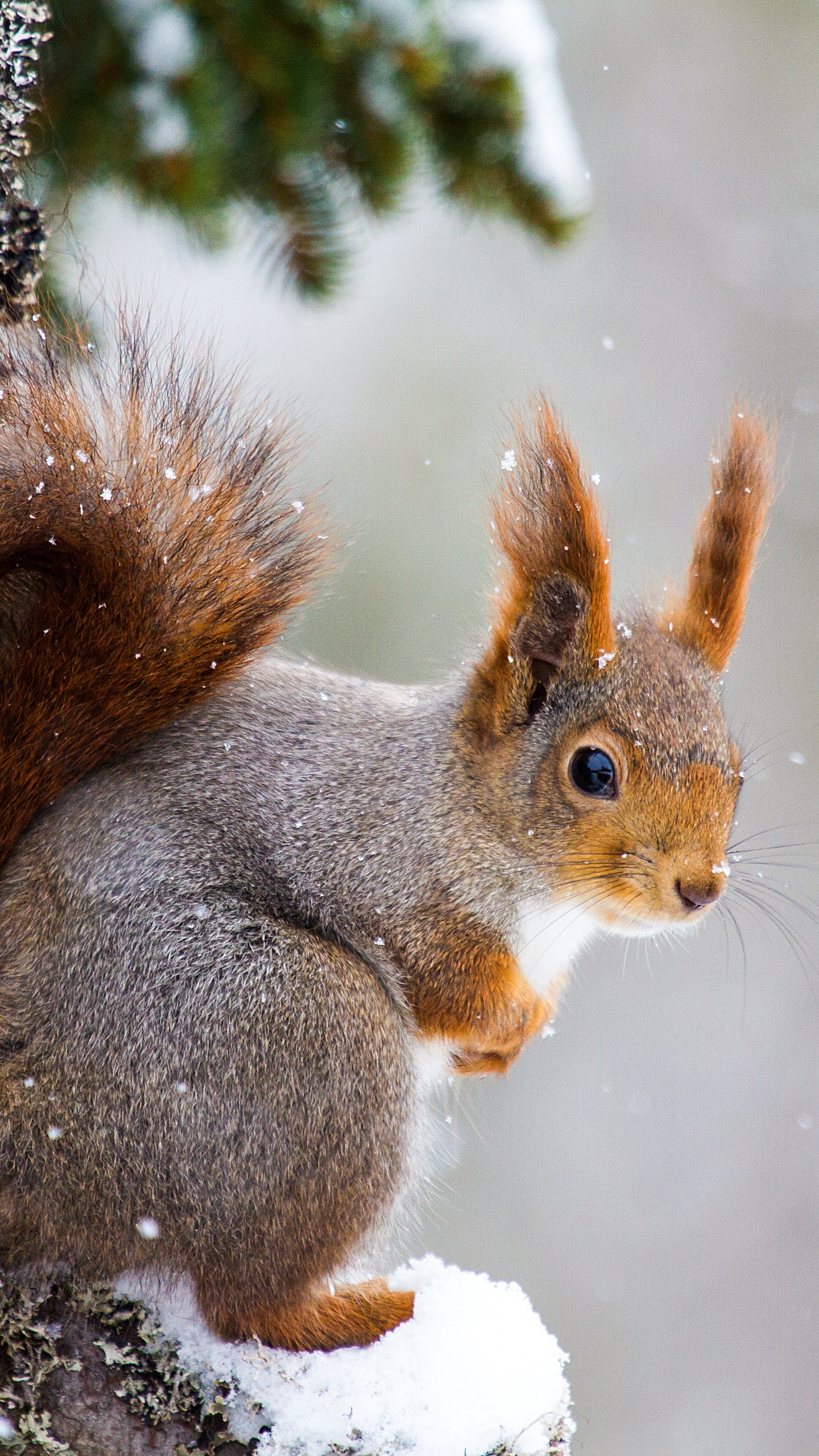 Cool Squirrel Wallpapers