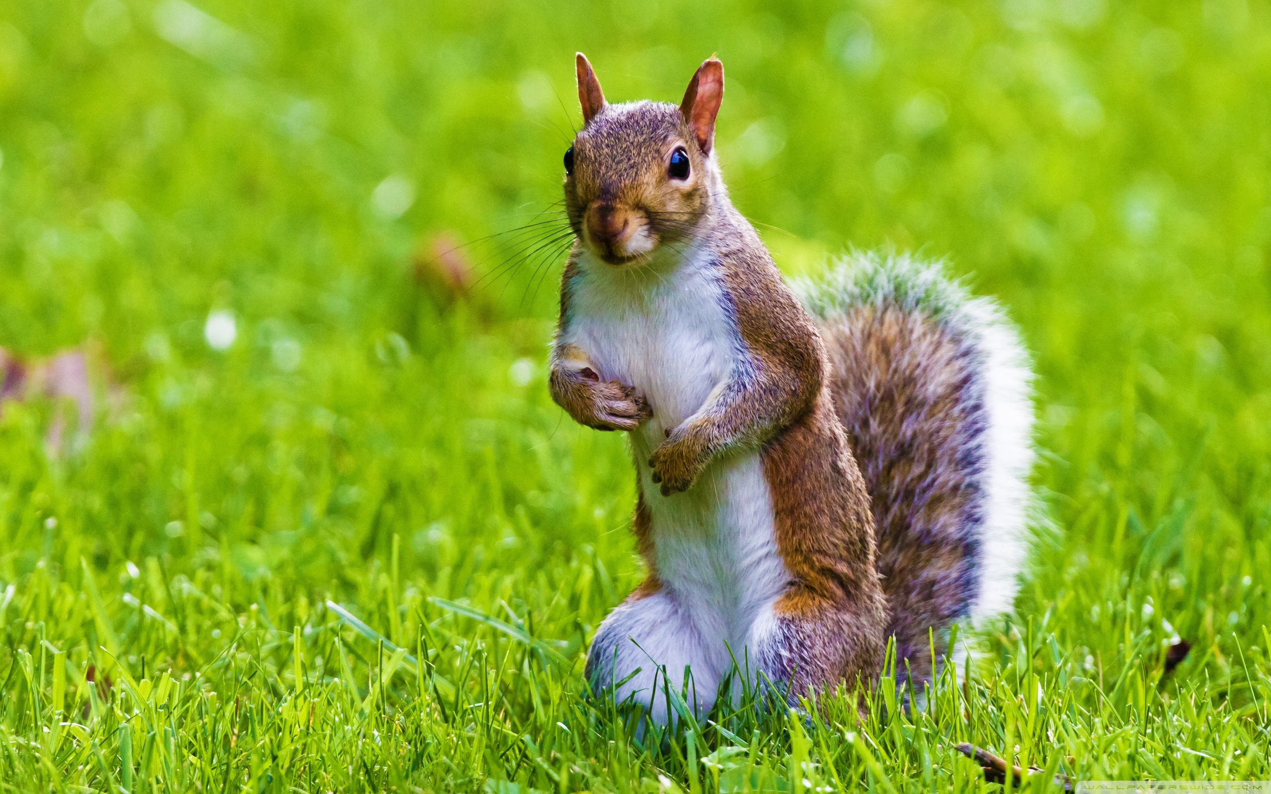 Cool Squirrel Wallpapers