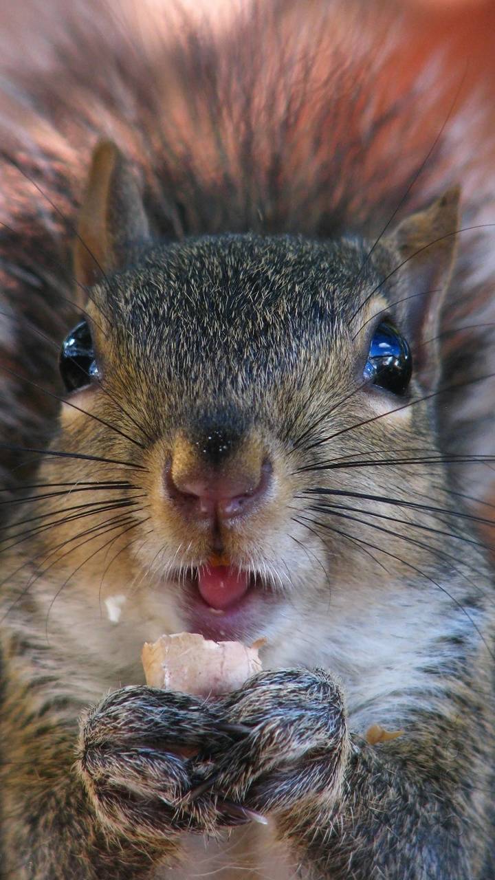 Cool Squirrel Wallpapers