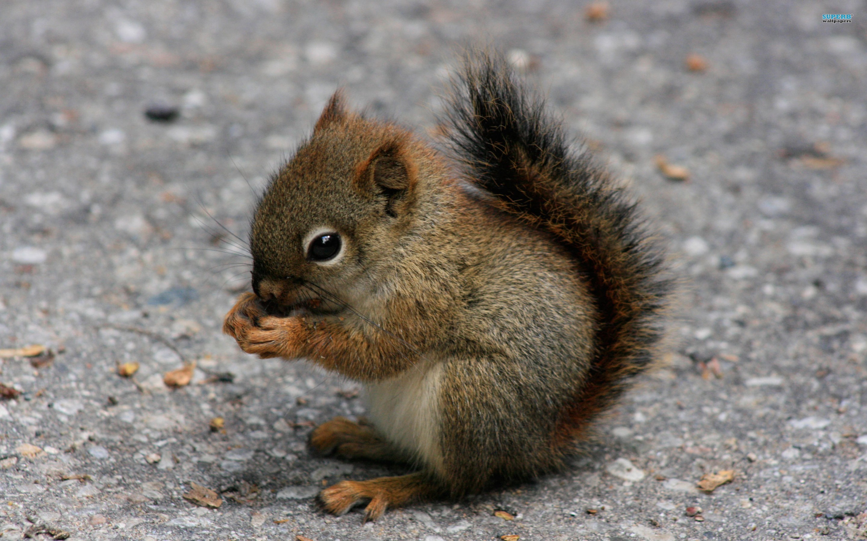 Cool Squirrel Wallpapers