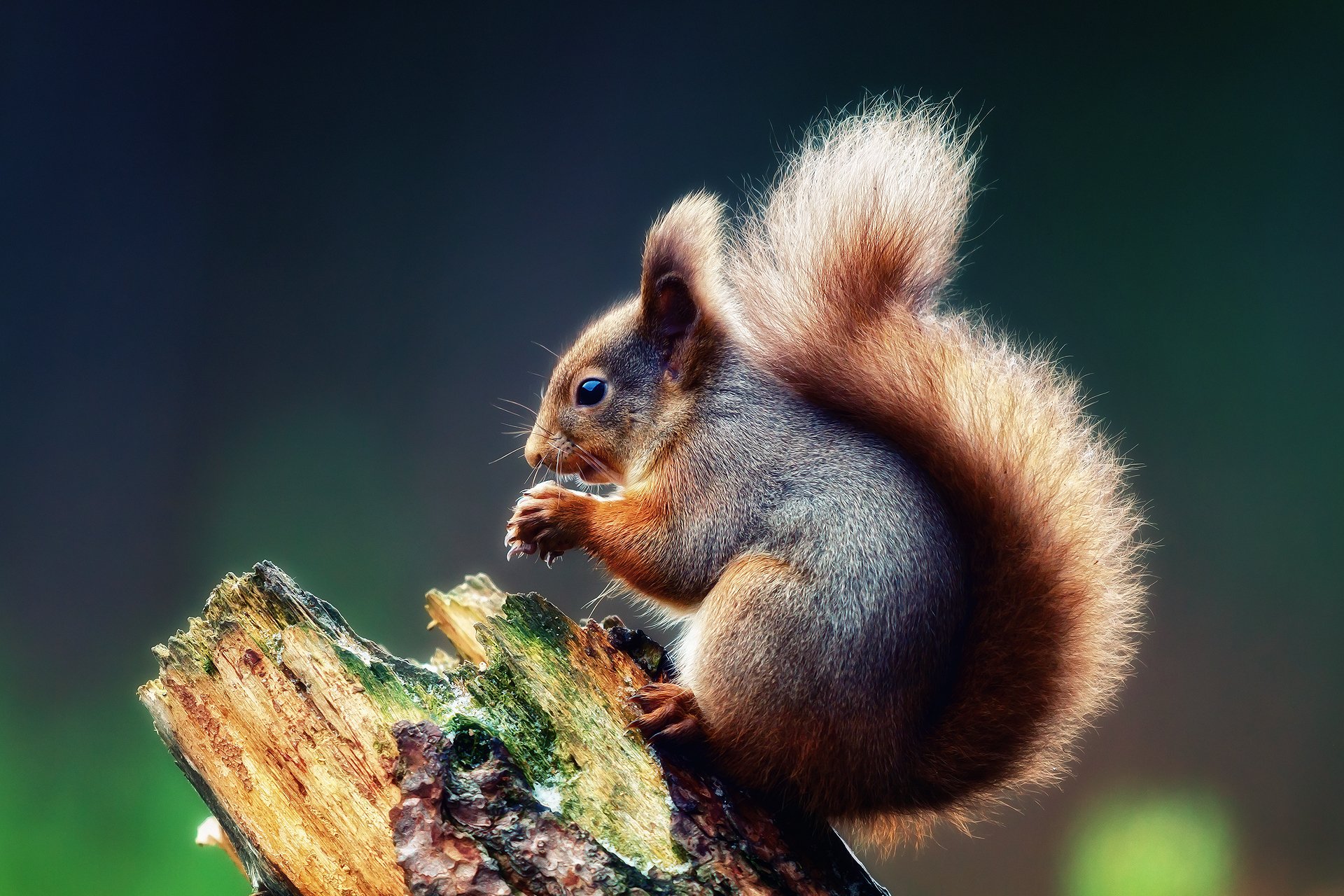 Cool Squirrel Wallpapers