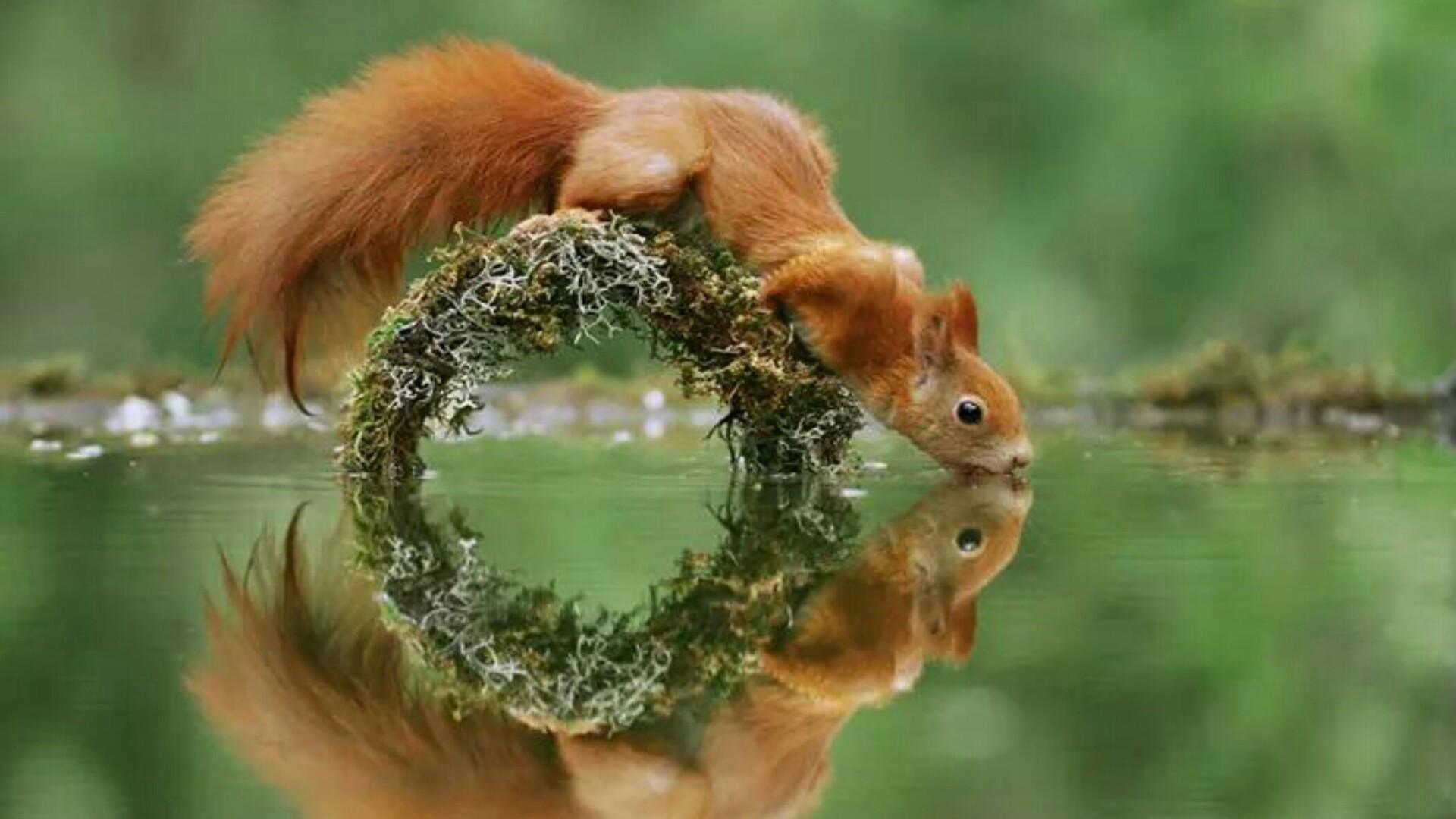 Cool Squirrel Wallpapers