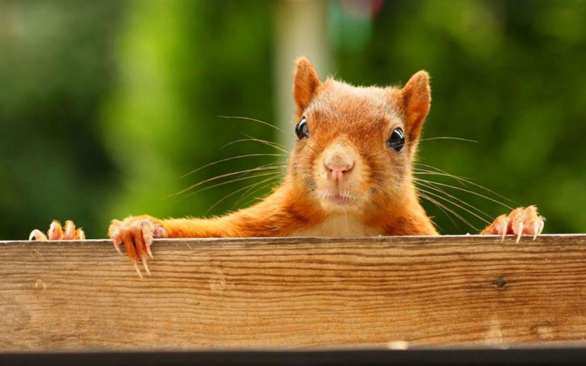 Cool Squirrel Wallpapers