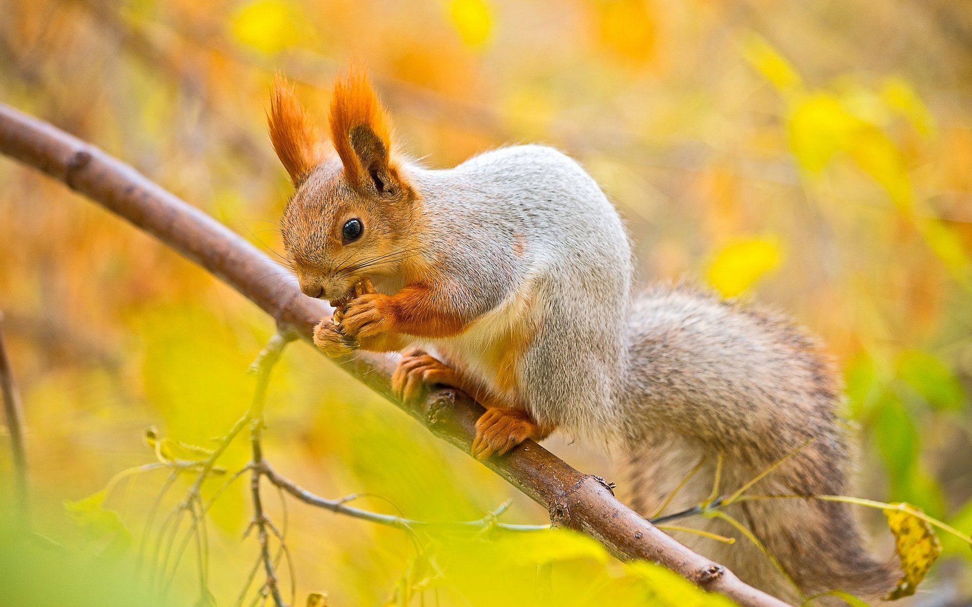 Cool Squirrel Wallpapers