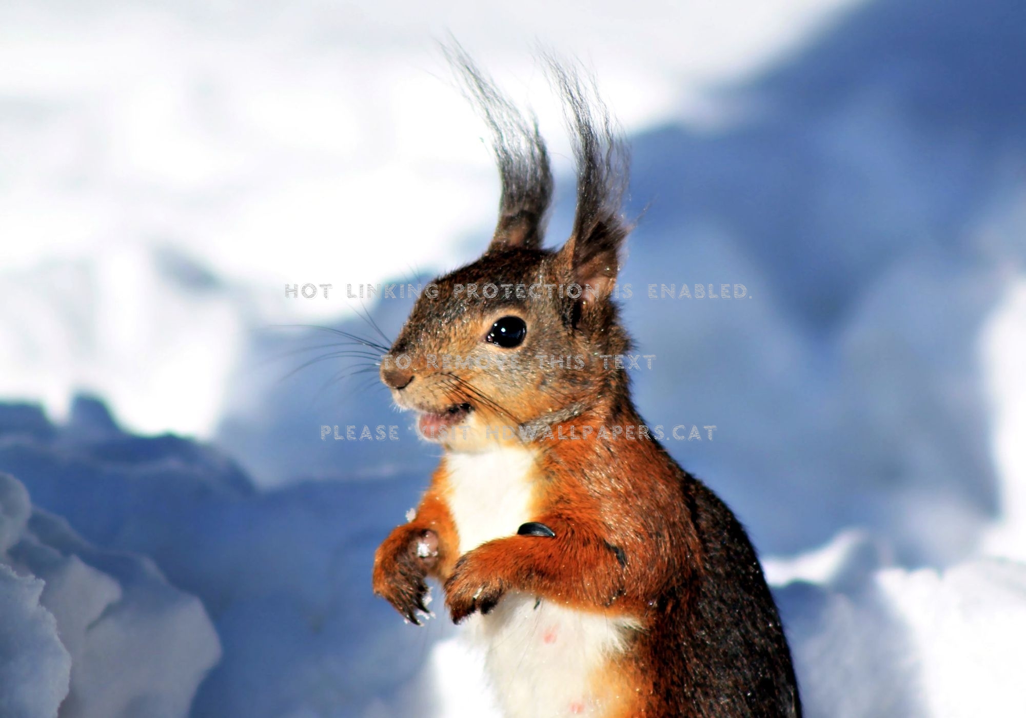 Cool Squirrel Wallpapers