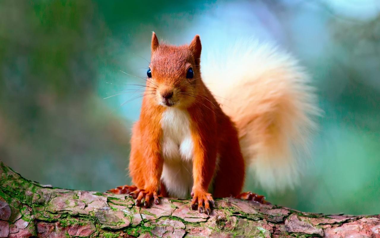 Cool Squirrel Wallpapers