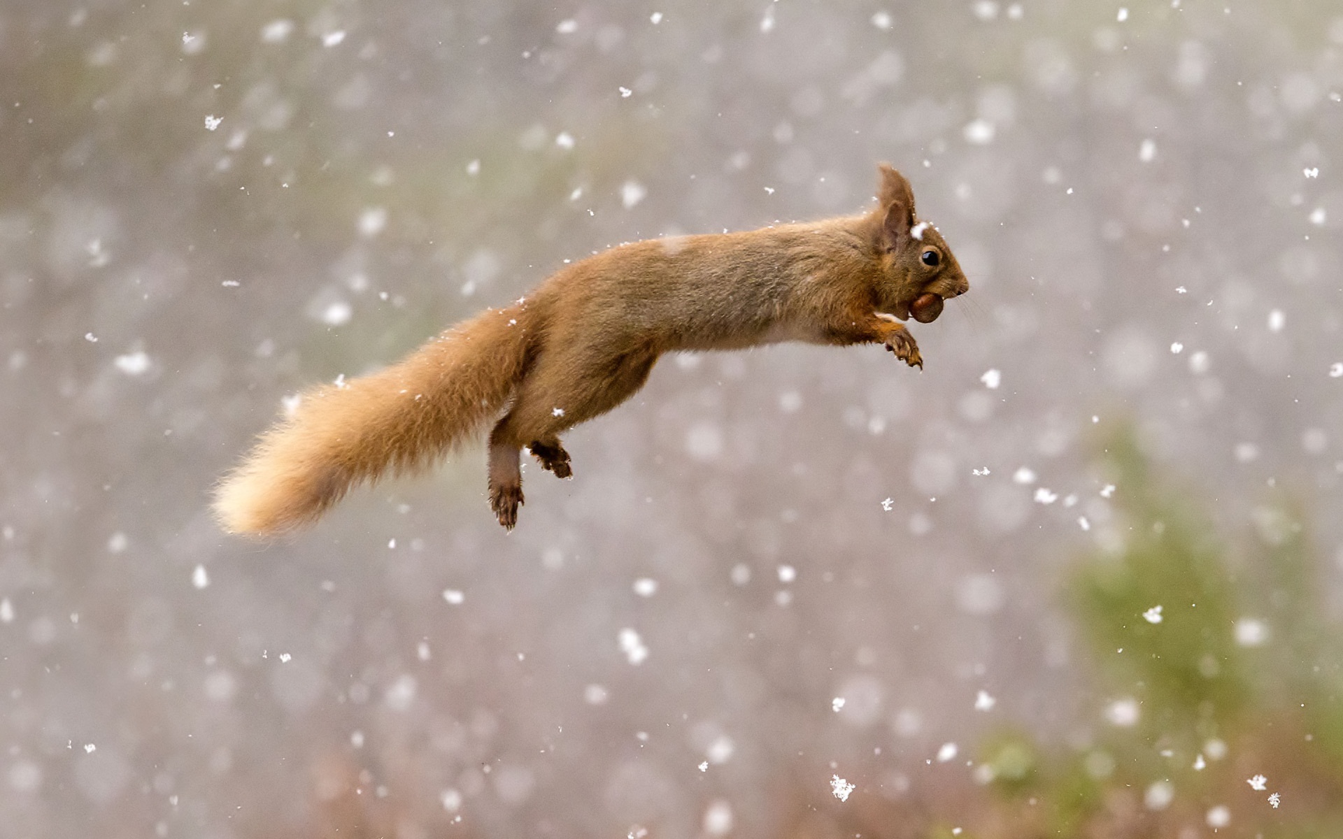 Cool Squirrel Wallpapers