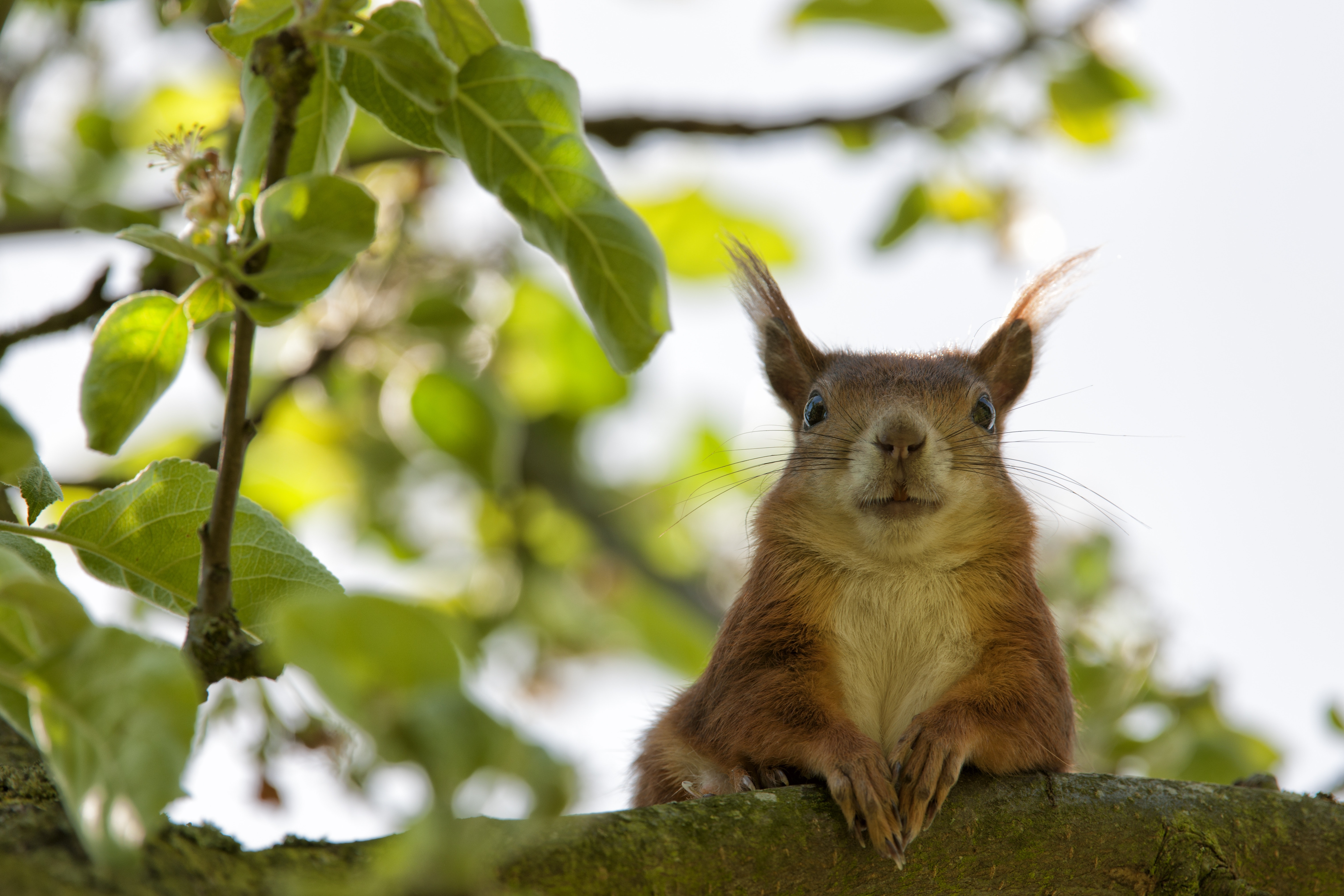 Cool Squirrel Wallpapers