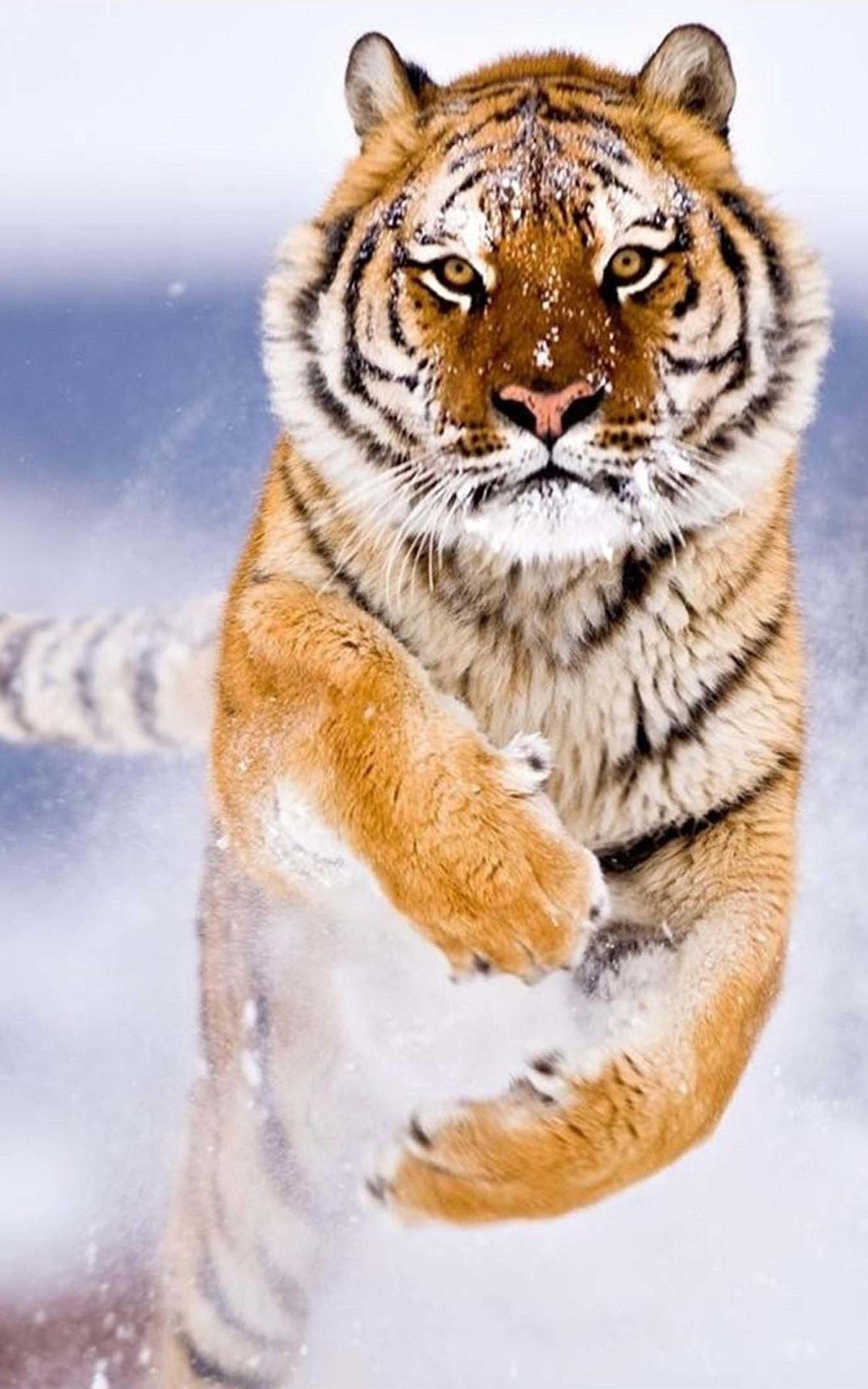 Cool Tiger Wallpapers