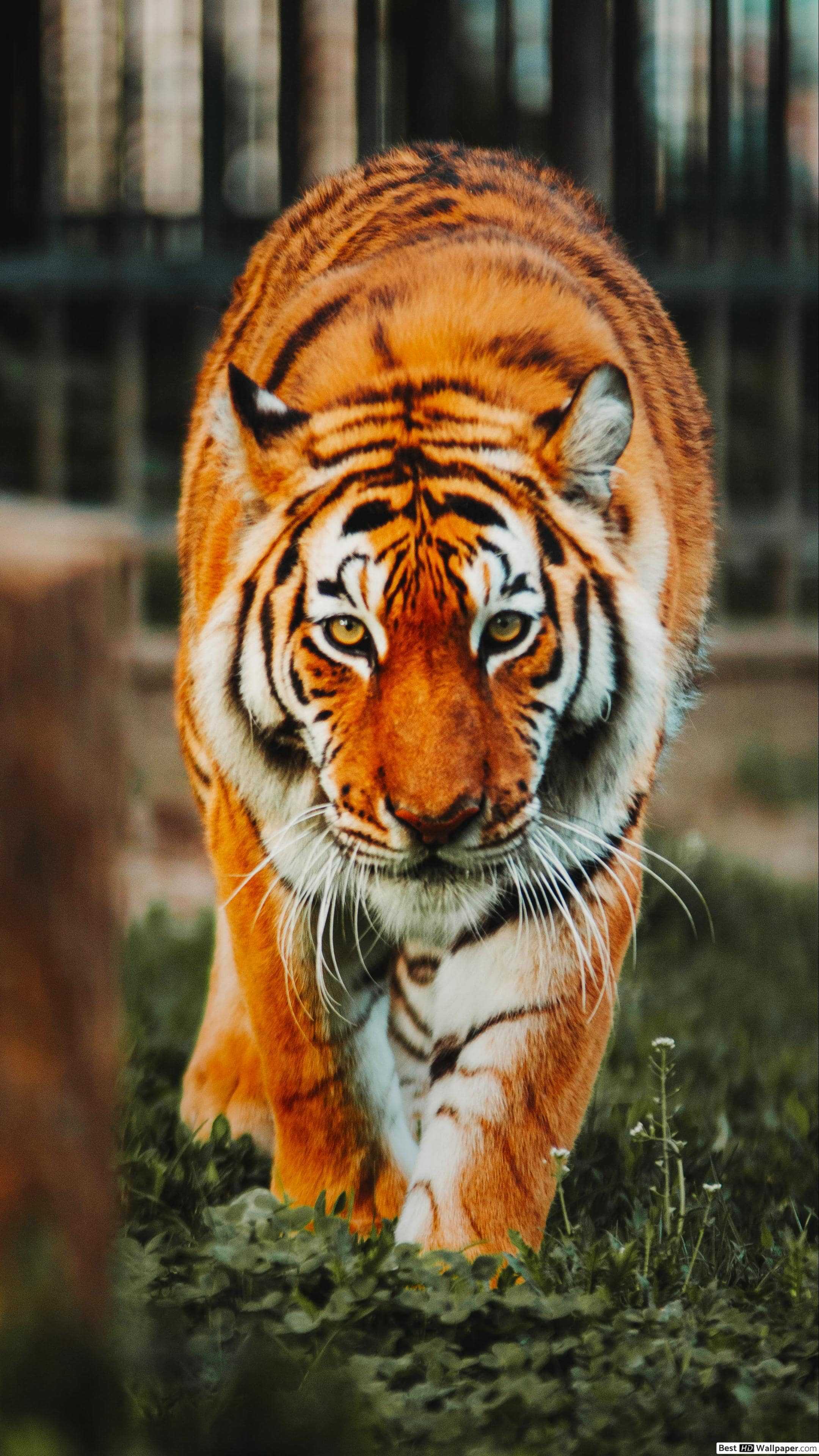 Cool Tiger Wallpapers