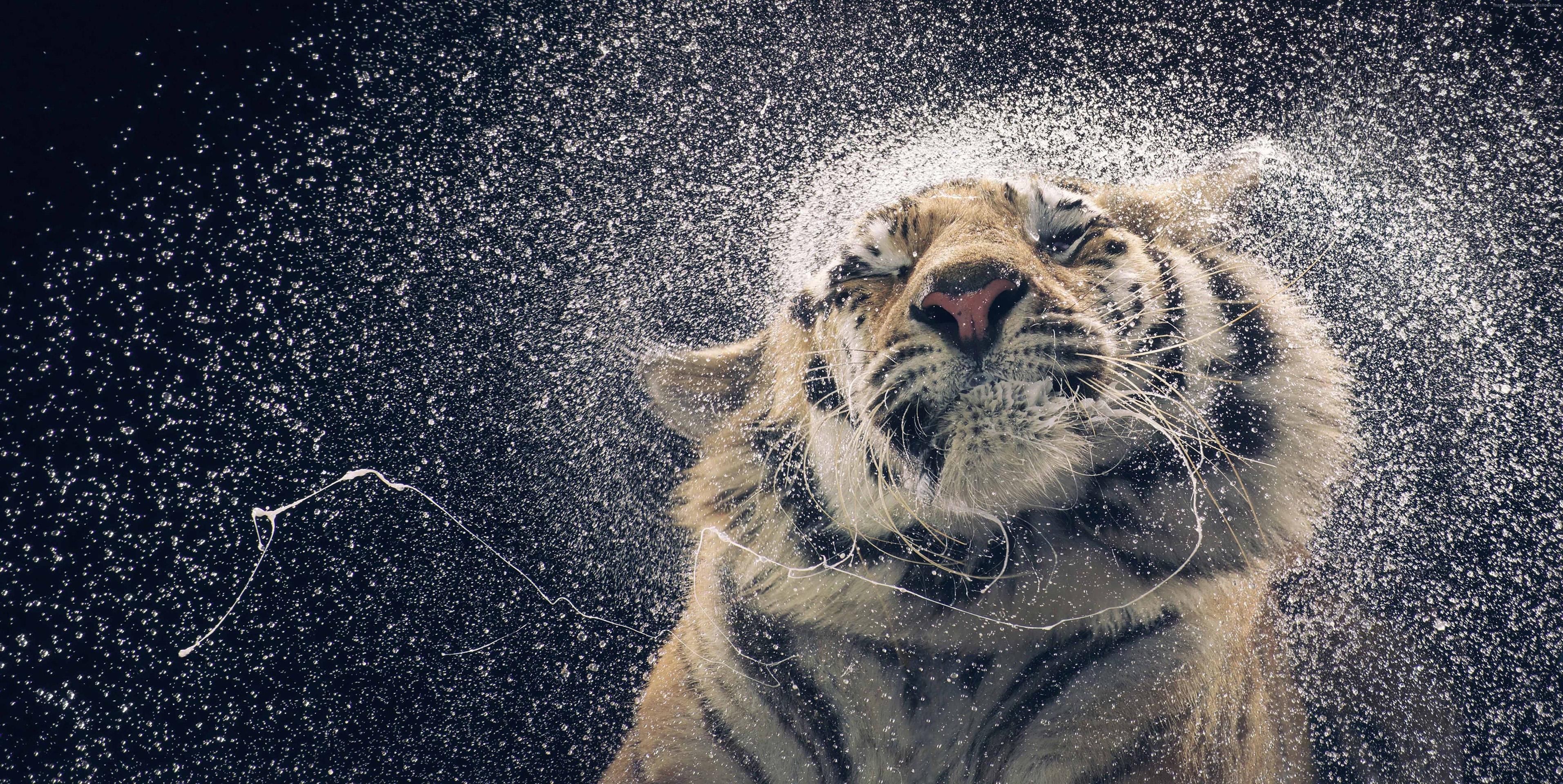 Cool Tiger Wallpapers