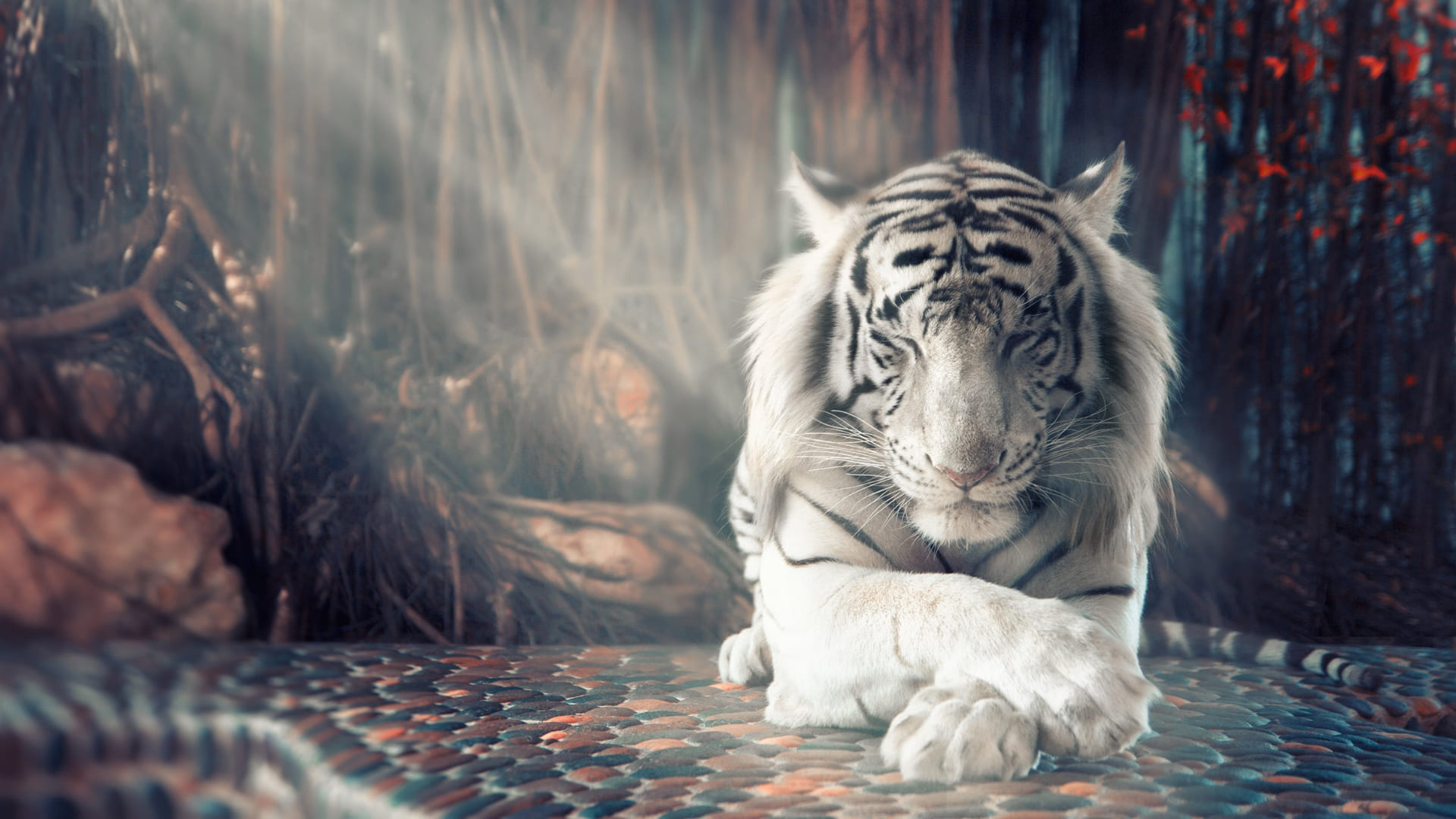 Cool Tiger Wallpapers