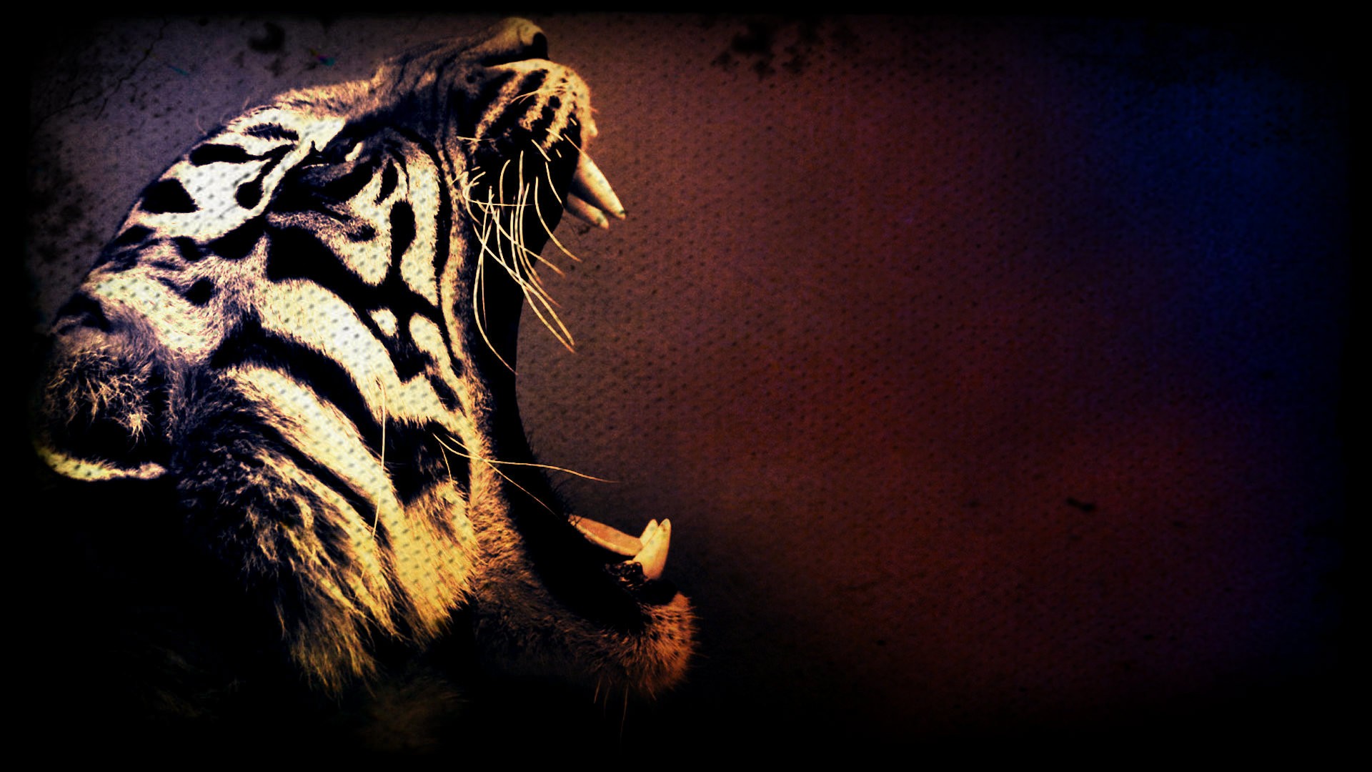 Cool Tiger Wallpapers