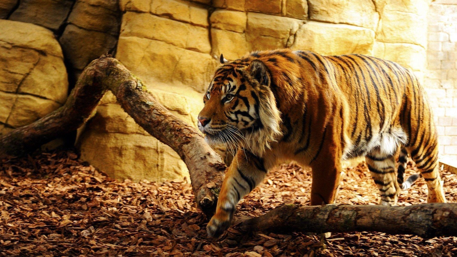 Cool Tiger Wallpapers Wallpapers