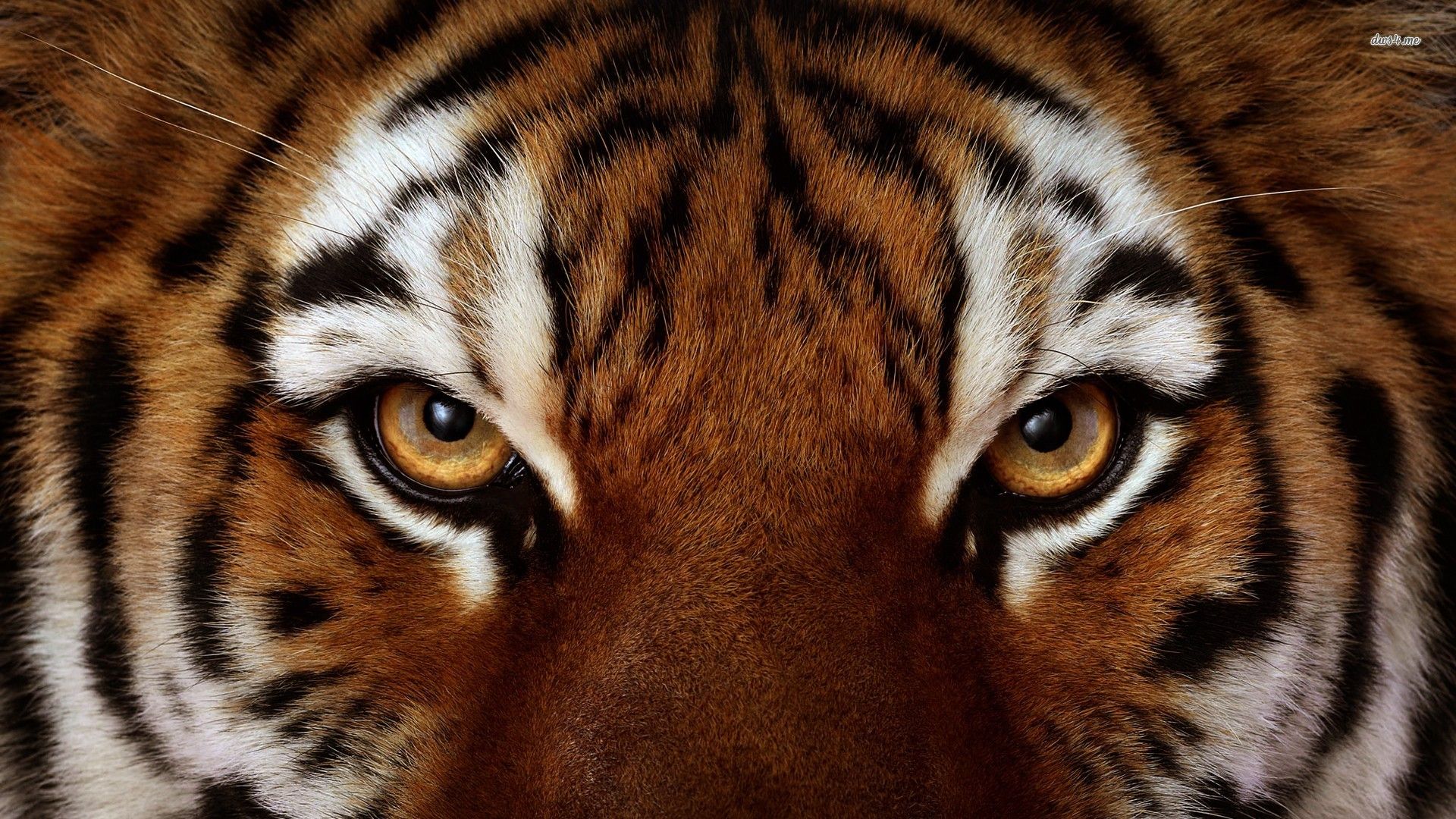 Cool Tiger Warrior Wallpapers