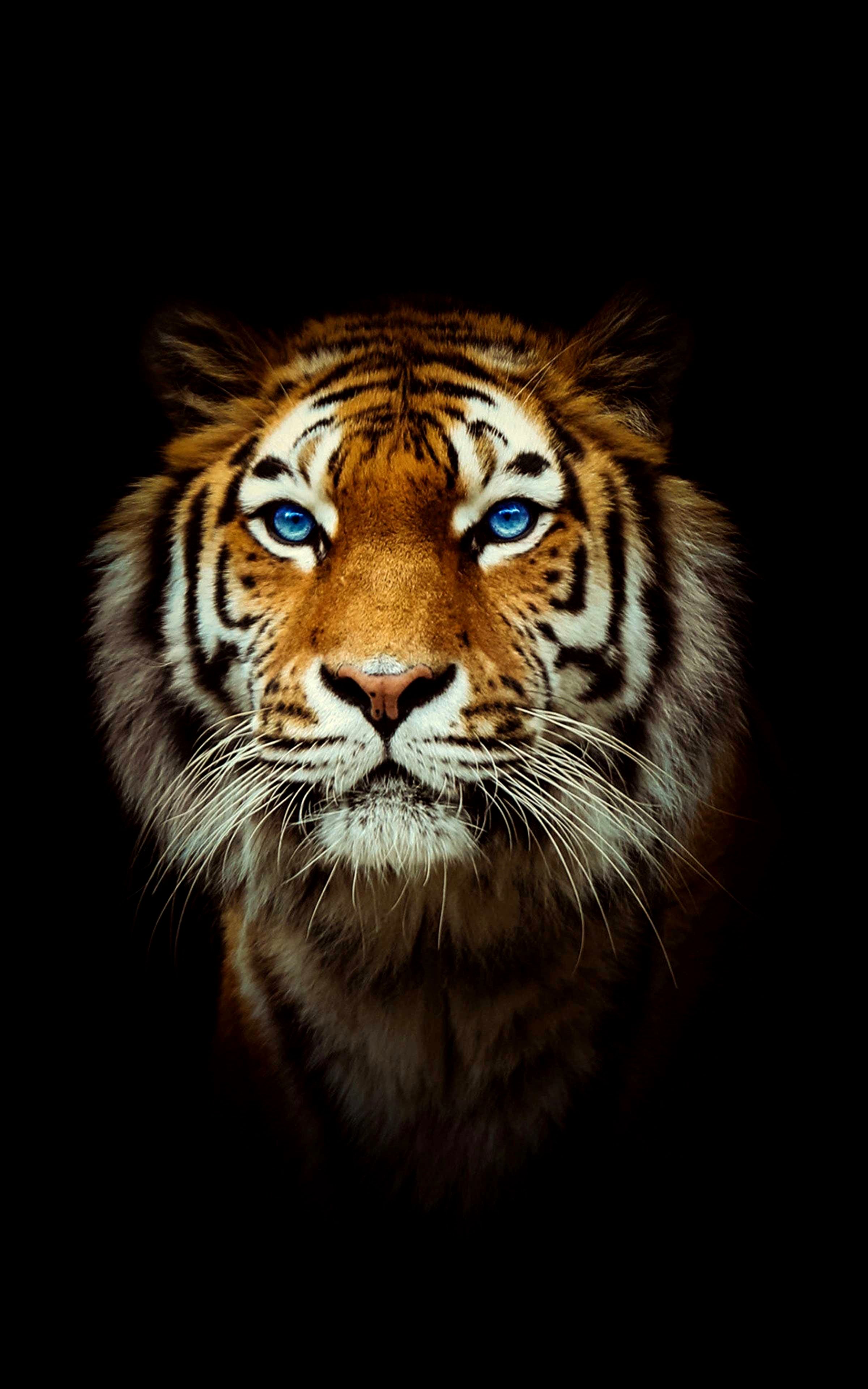 Cool Tigers Wallpapers Wallpapers