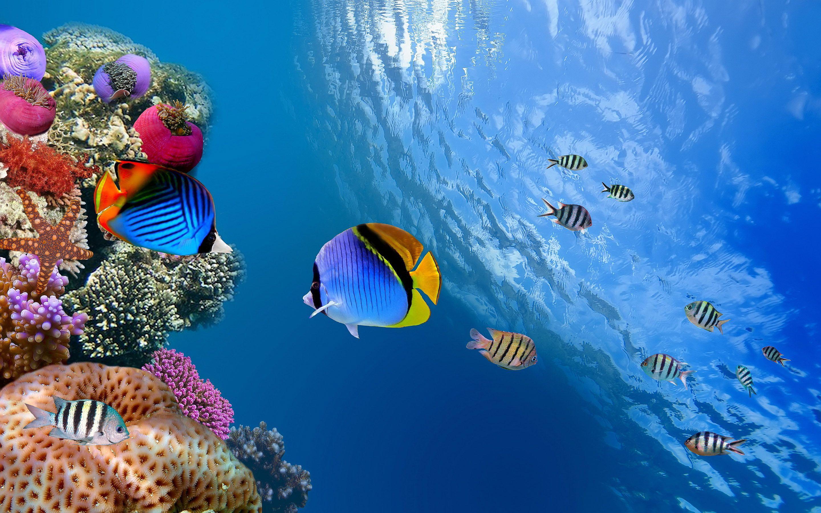 Cool Underwater Wallpapers