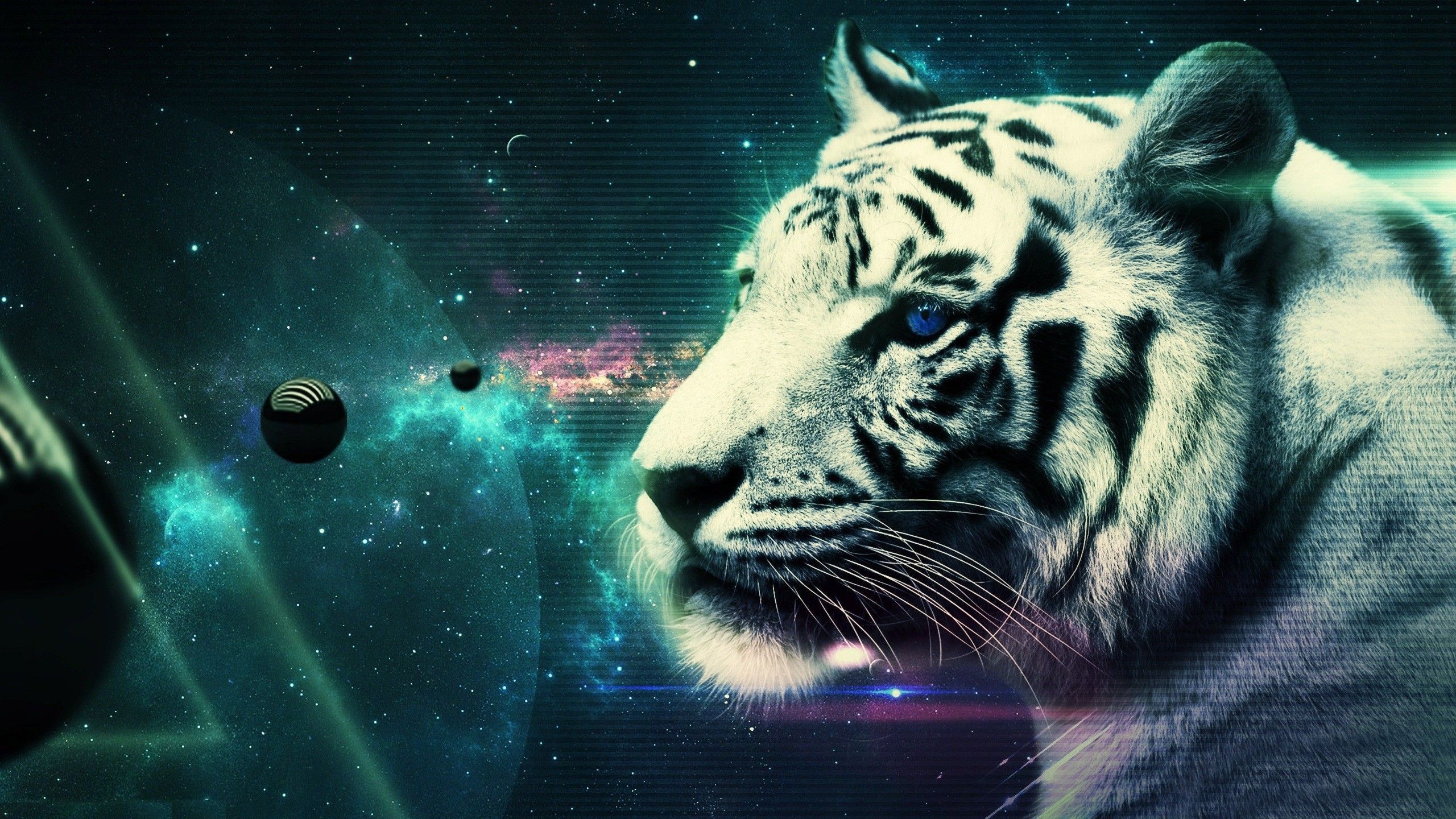 Cool White Tiger Wallpapers