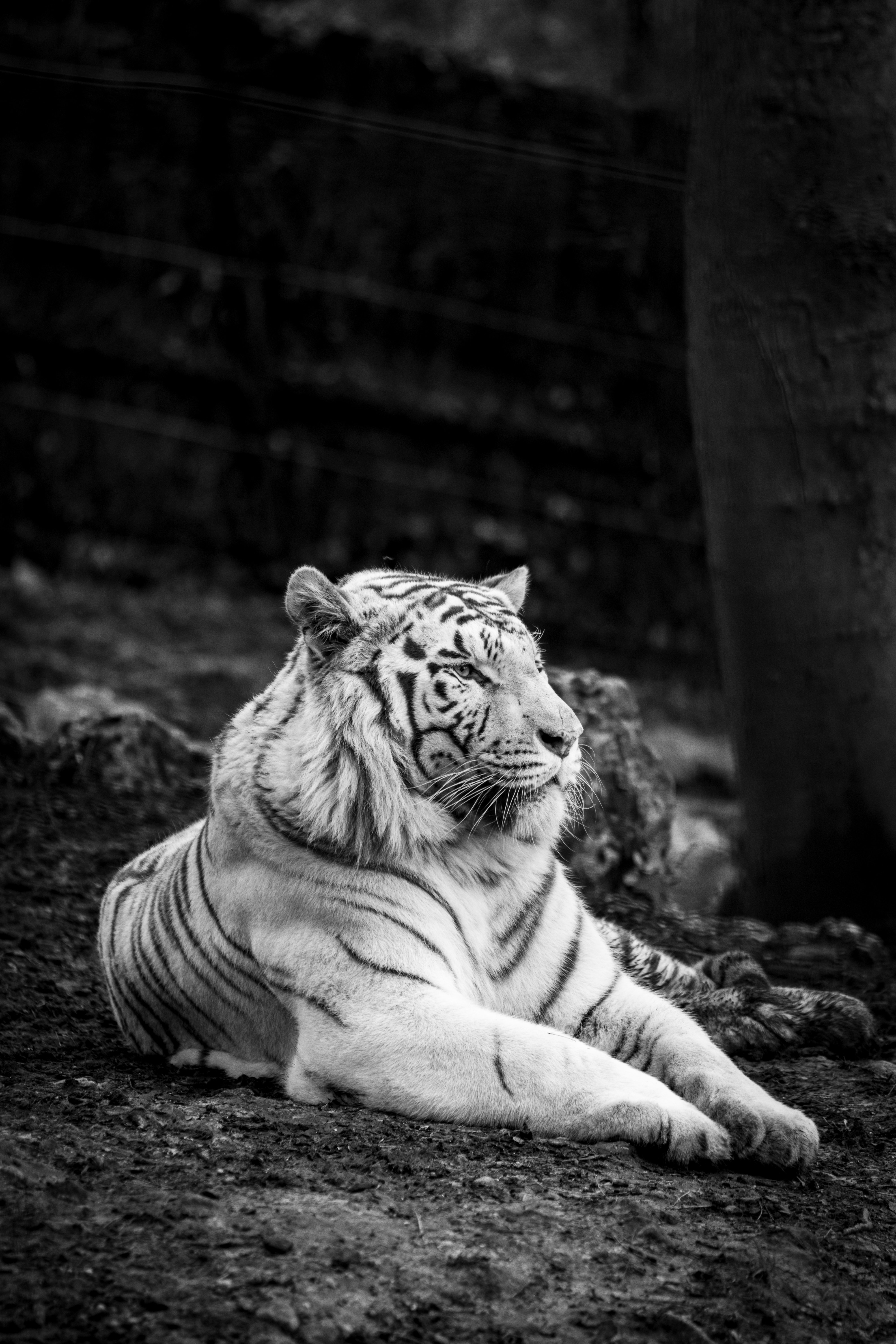 Cool White Tiger Wallpapers