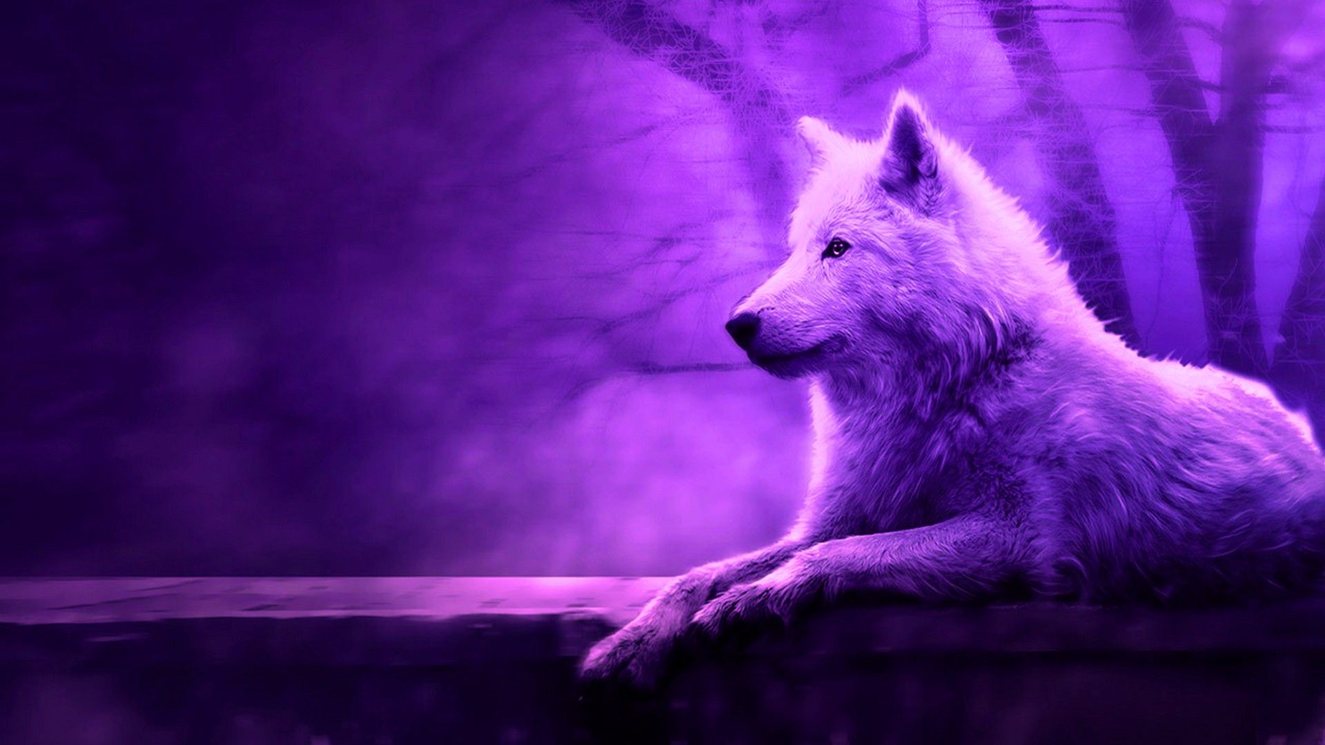 Cool Wolf Desktop Wallpapers