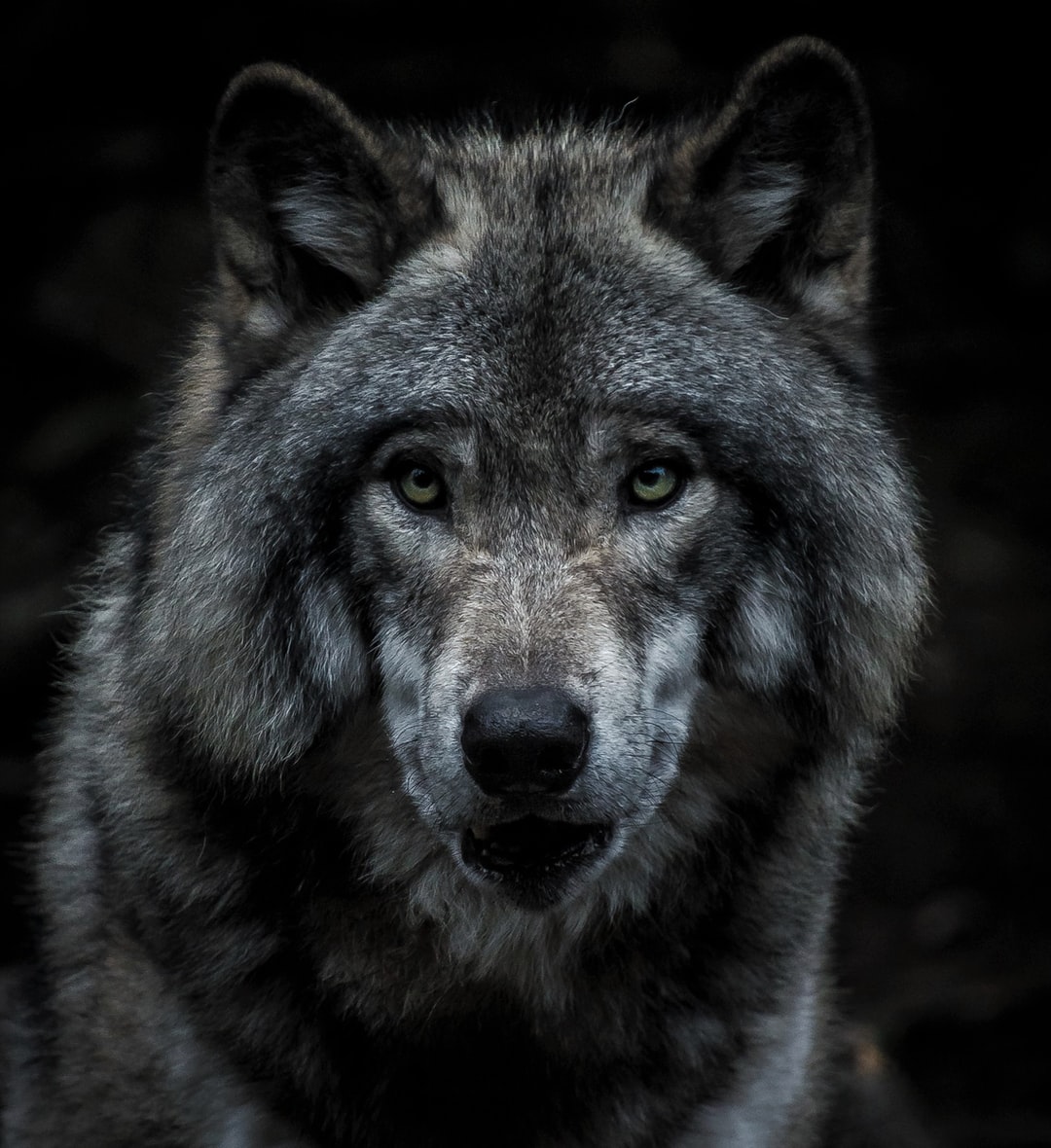 Cool Wolf Wallpaper Wallpapers