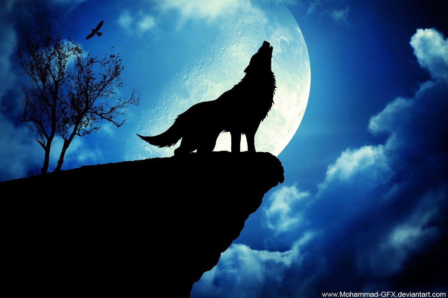 Cool Wolf Wallpaper Wallpapers