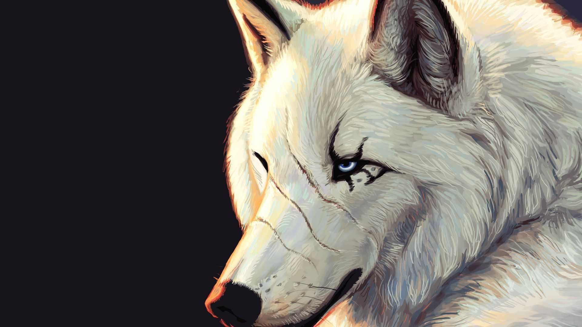 Cool Wolf Wallpaper Wallpapers