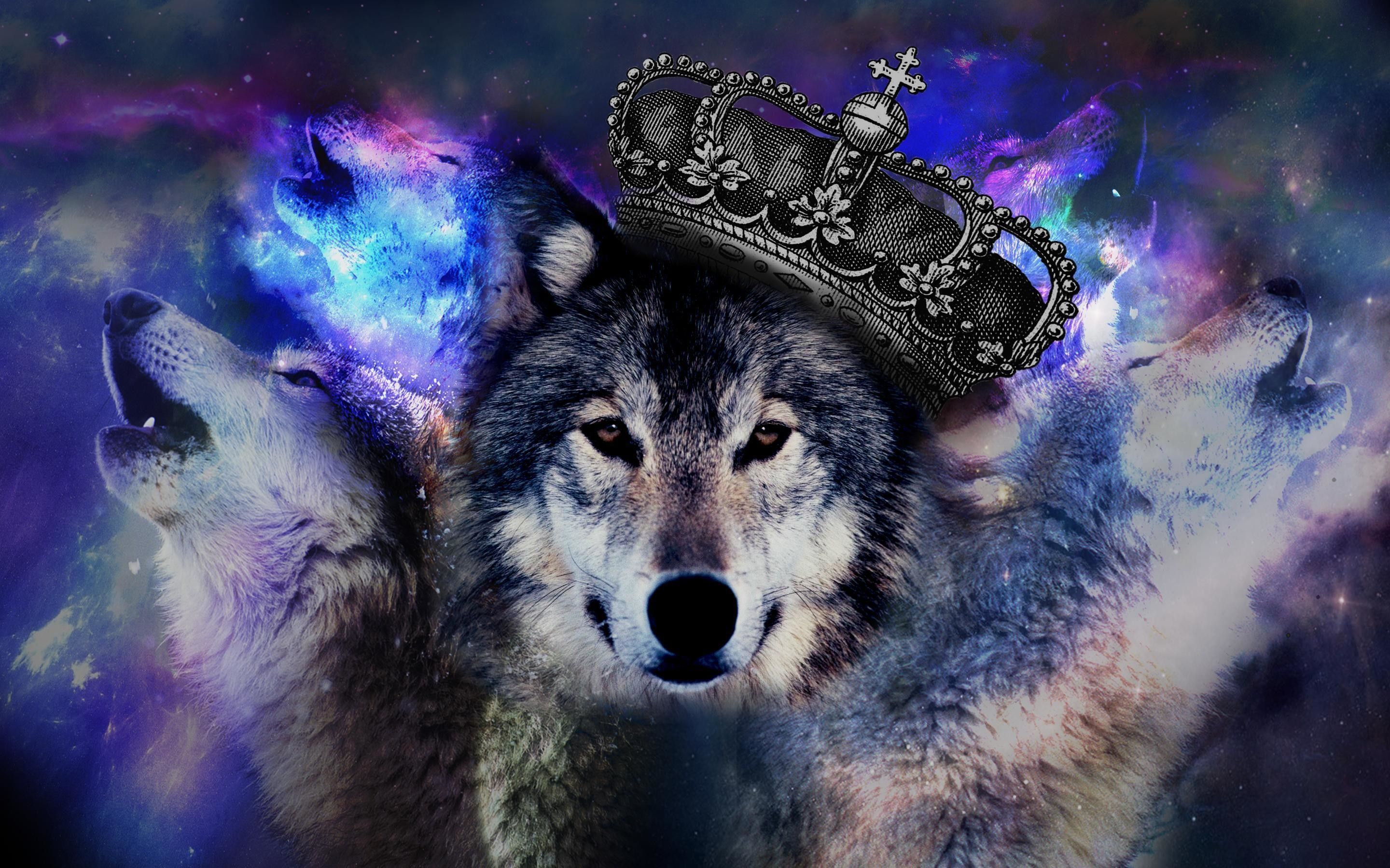 Cool Wolf Wallpaper Wallpapers