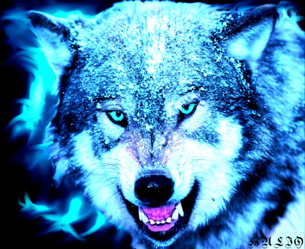 Cool Wolf Wallpaper Wallpapers