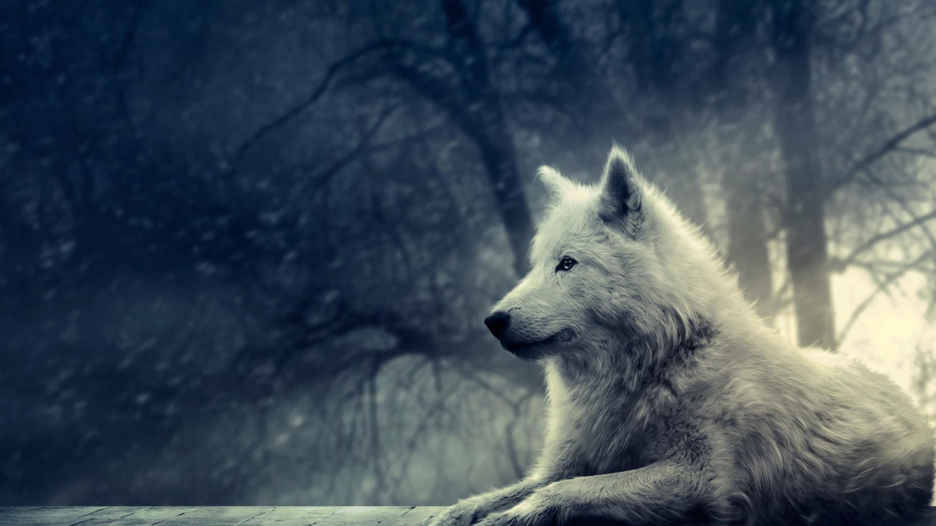 Cool Wolf Wallpaper Wallpapers