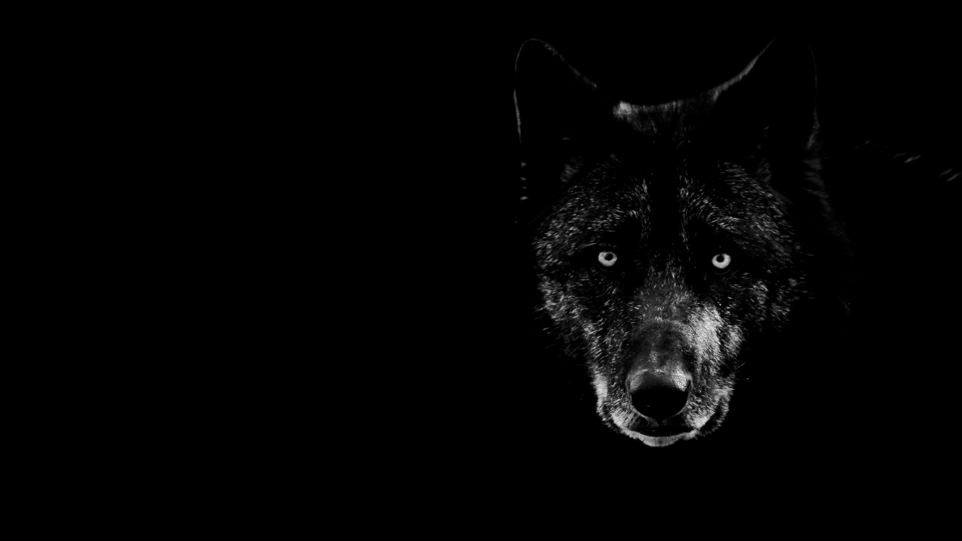 Cool Wolf Wallpapers Wallpapers