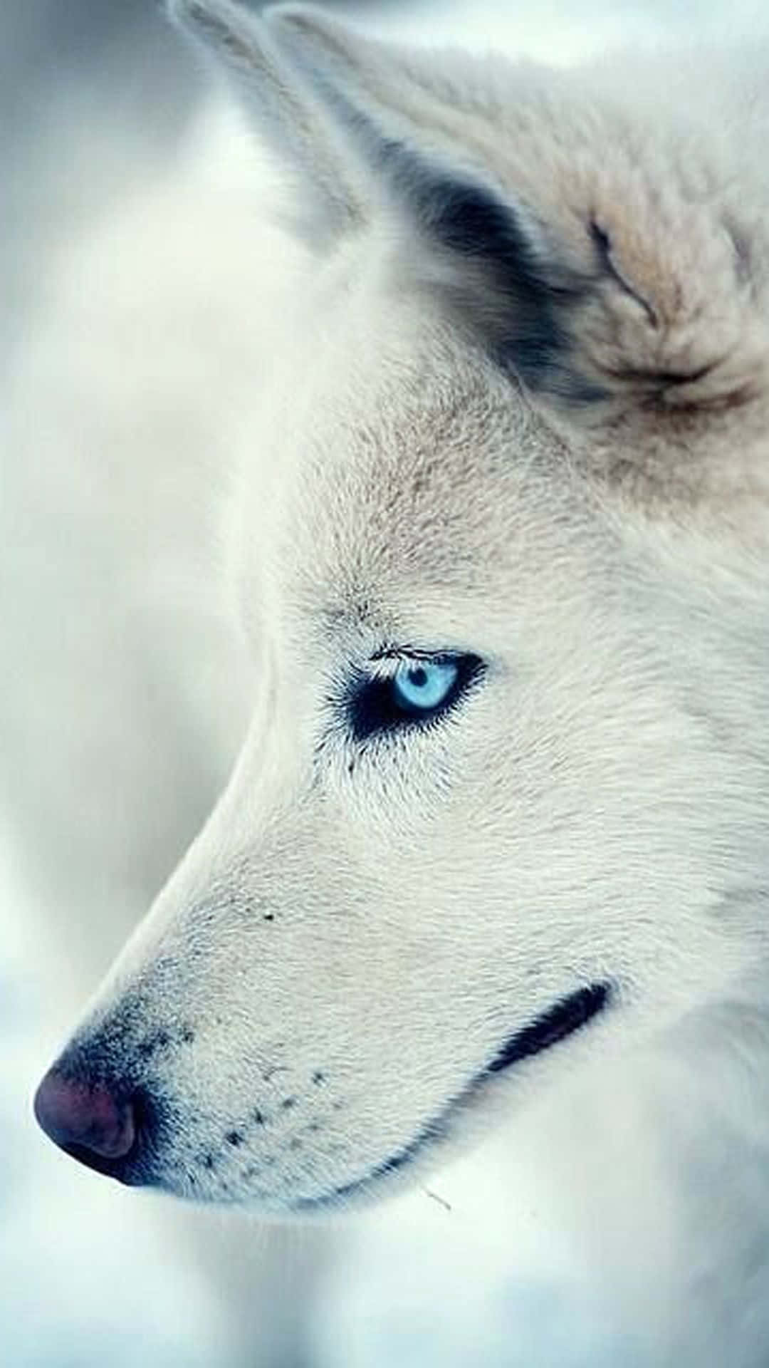 Cool Wolves Iphone Wallpapers Wallpapers