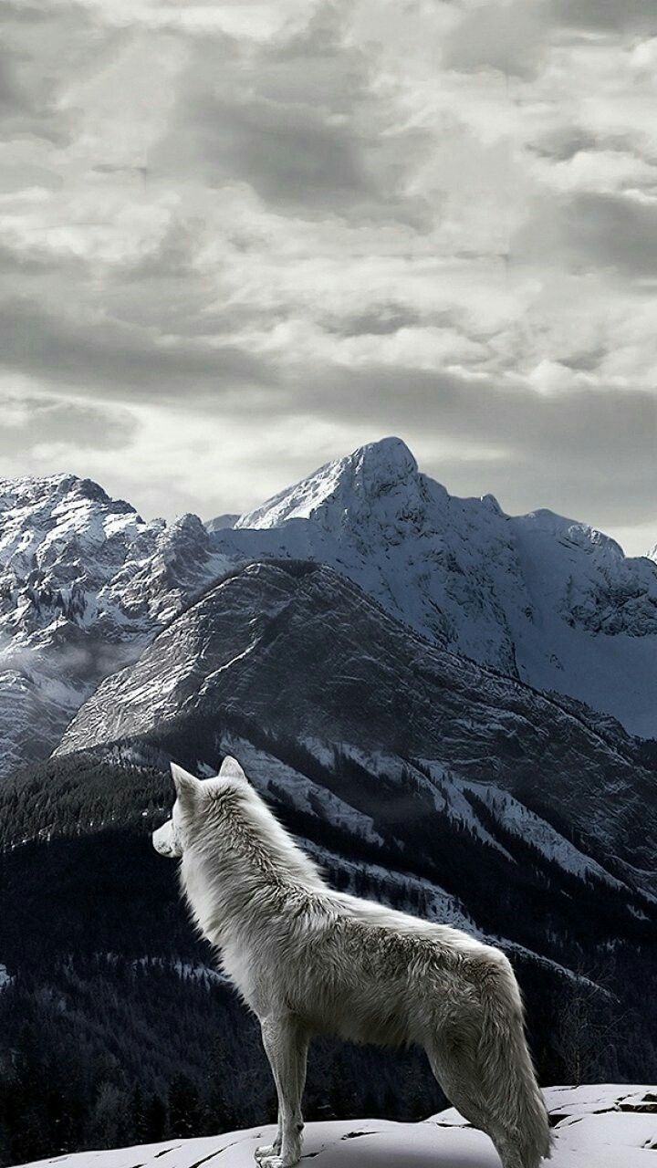 Cool Wolves Iphone Wallpapers Wallpapers