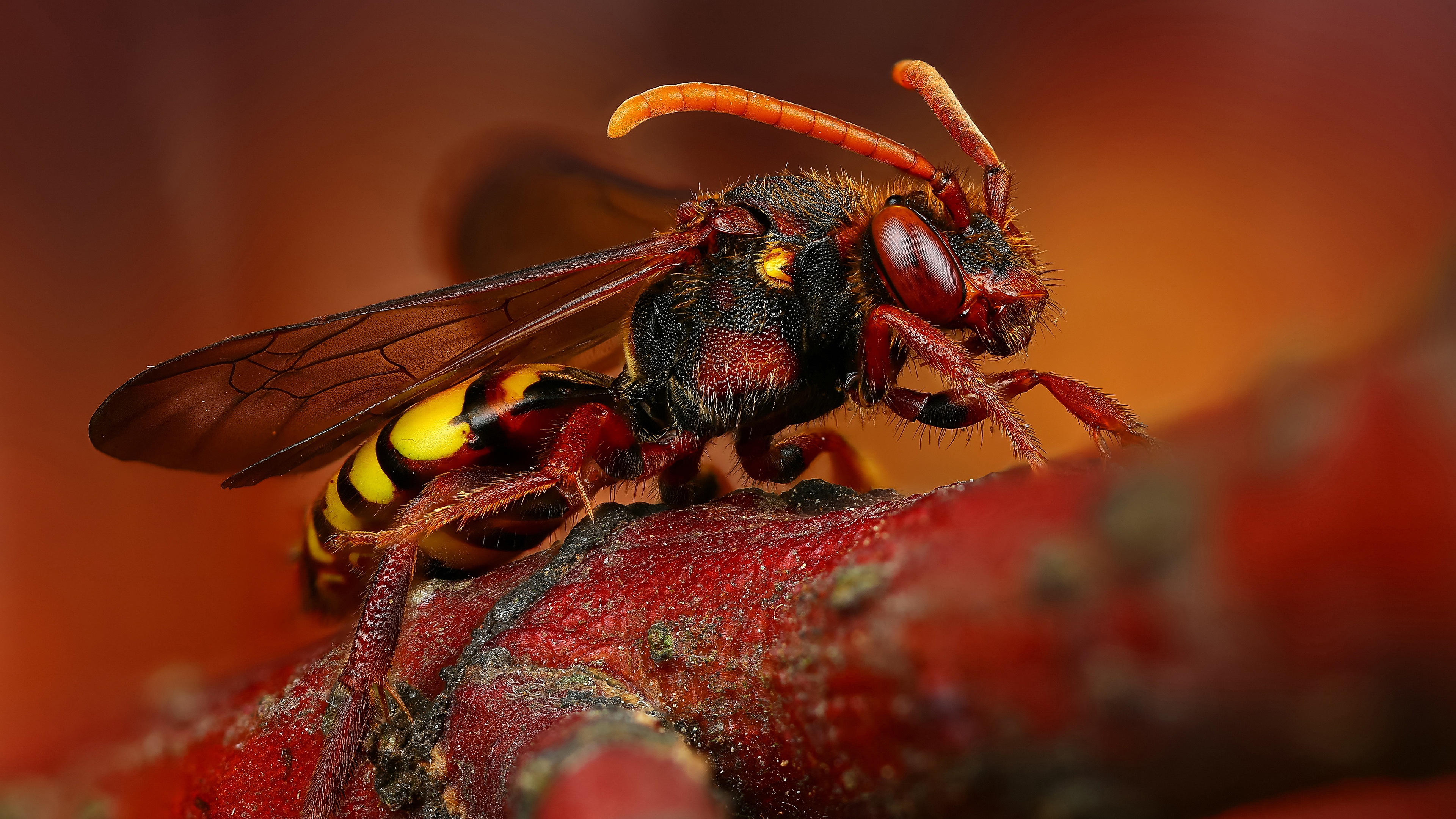 Copper Wasp Wallpapers