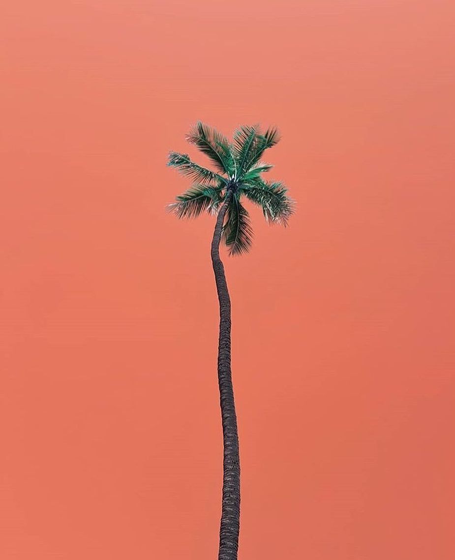 Coral Aesthetic Wallpapers