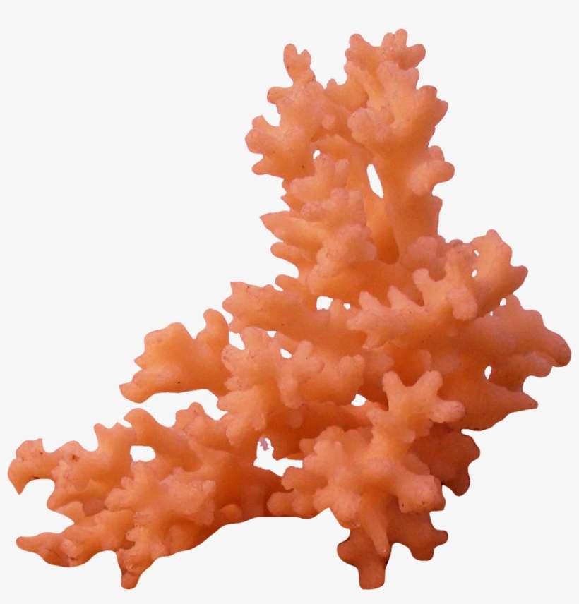 Coral Background