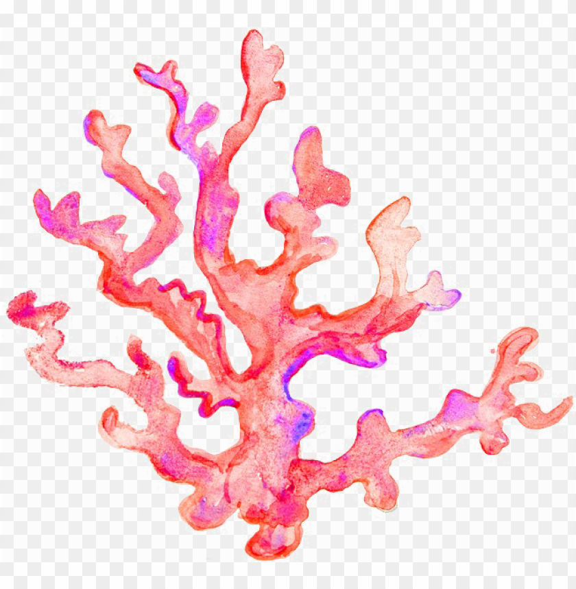 Coral Backgrounds