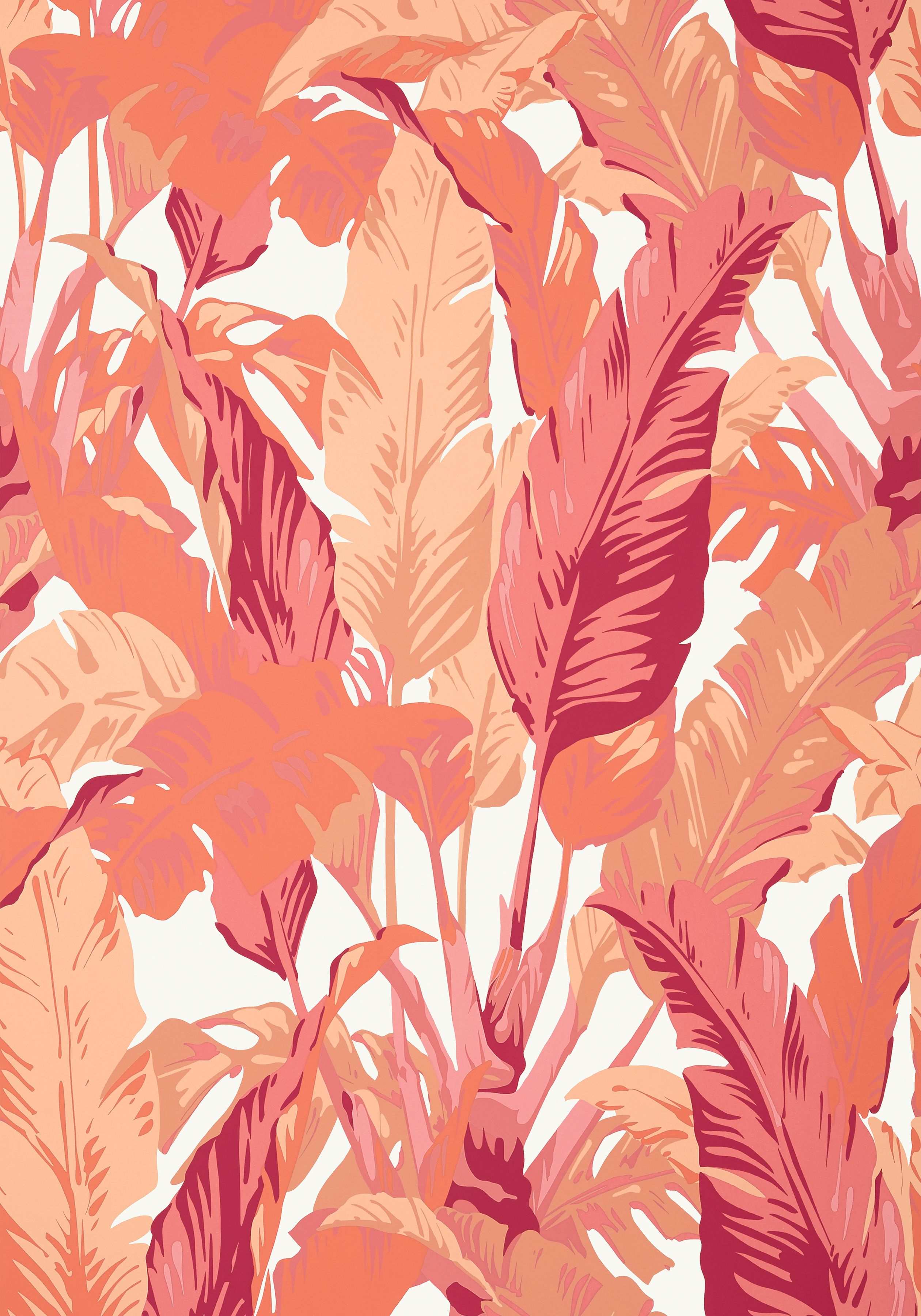 Coral Color Wallpapers